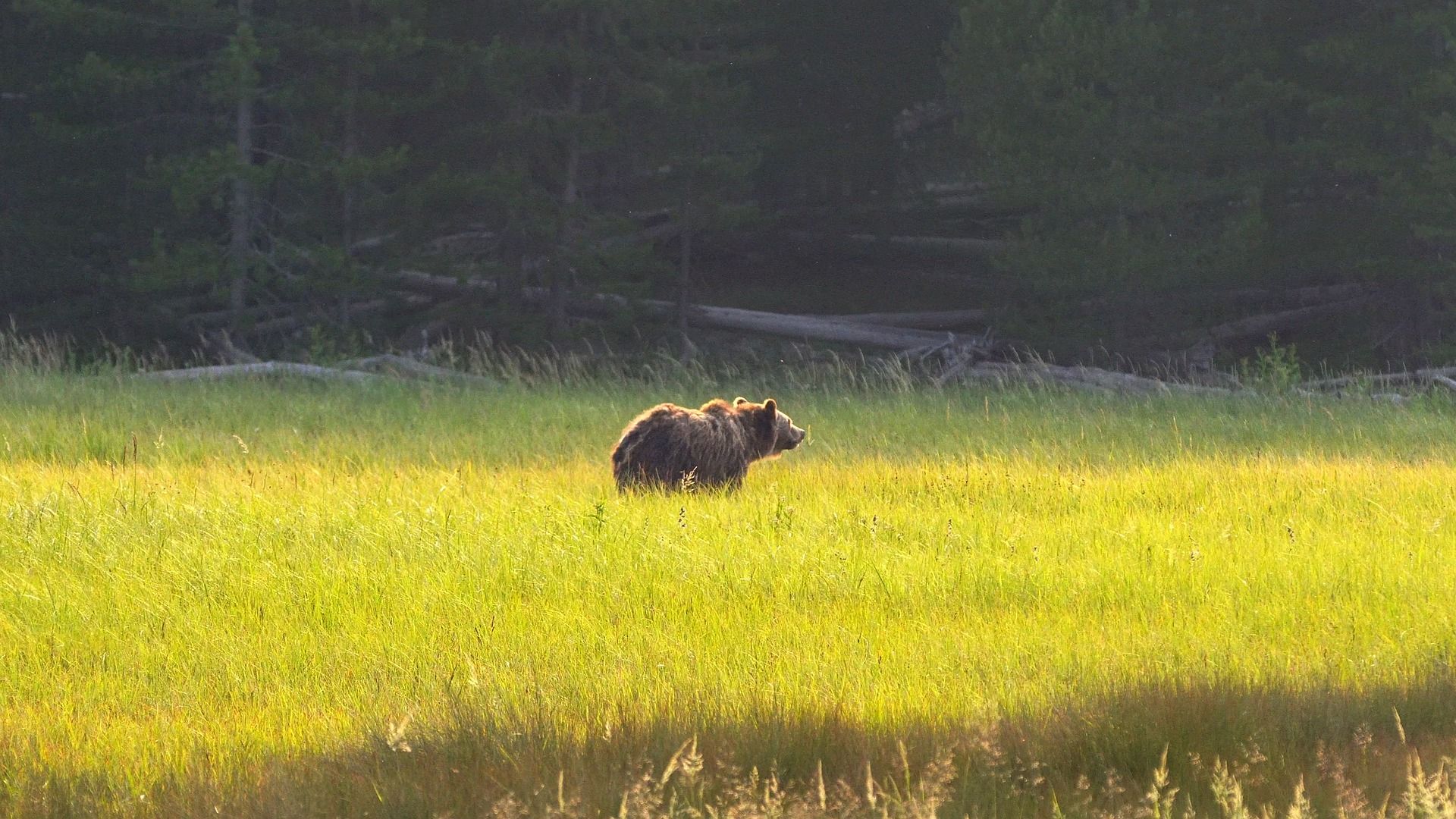 Grizzly bear