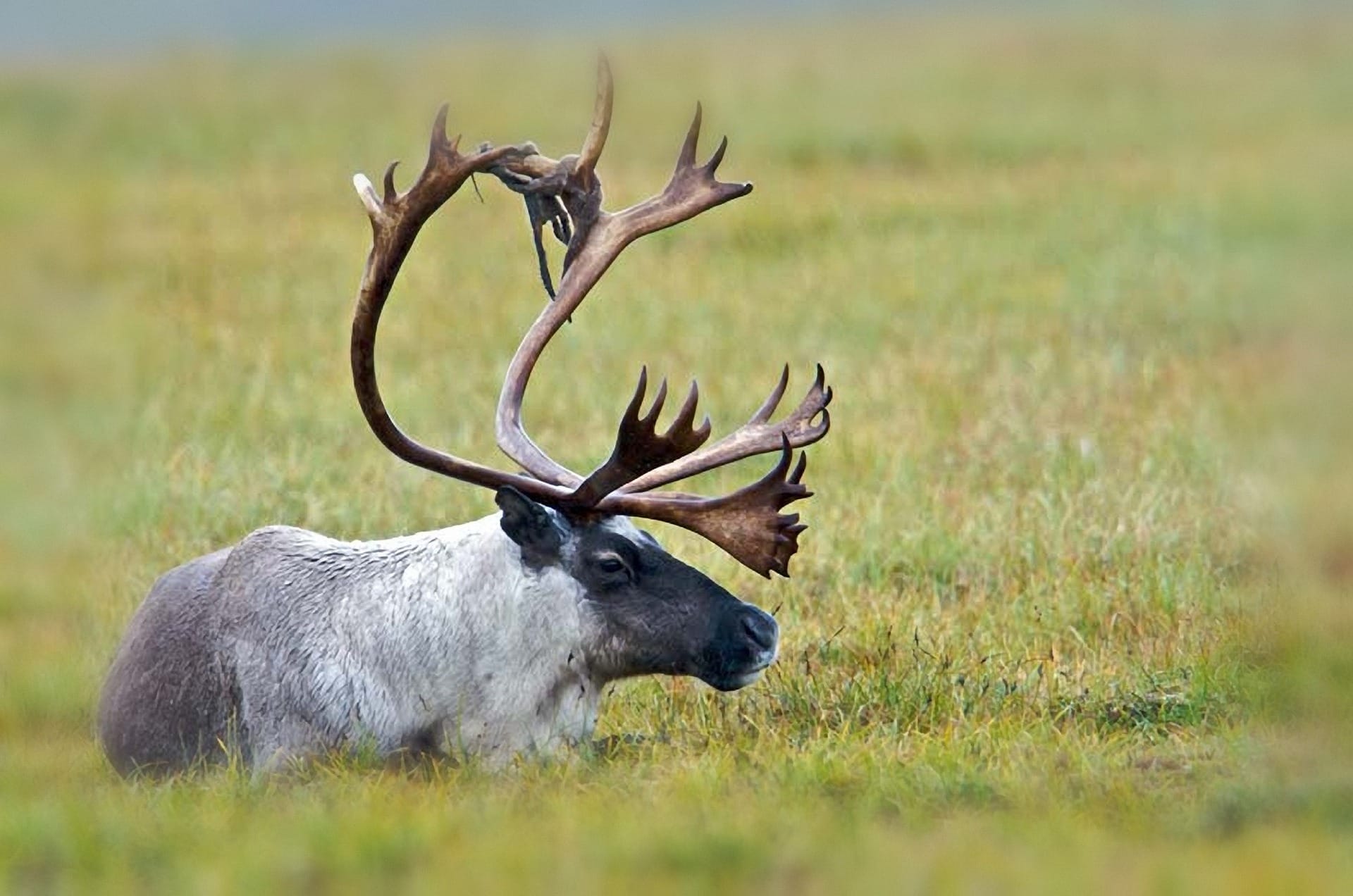 reindeer