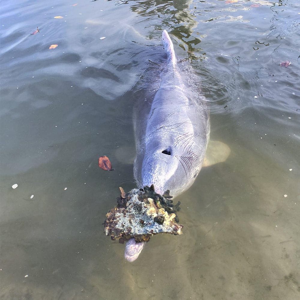 dolphin with gift
