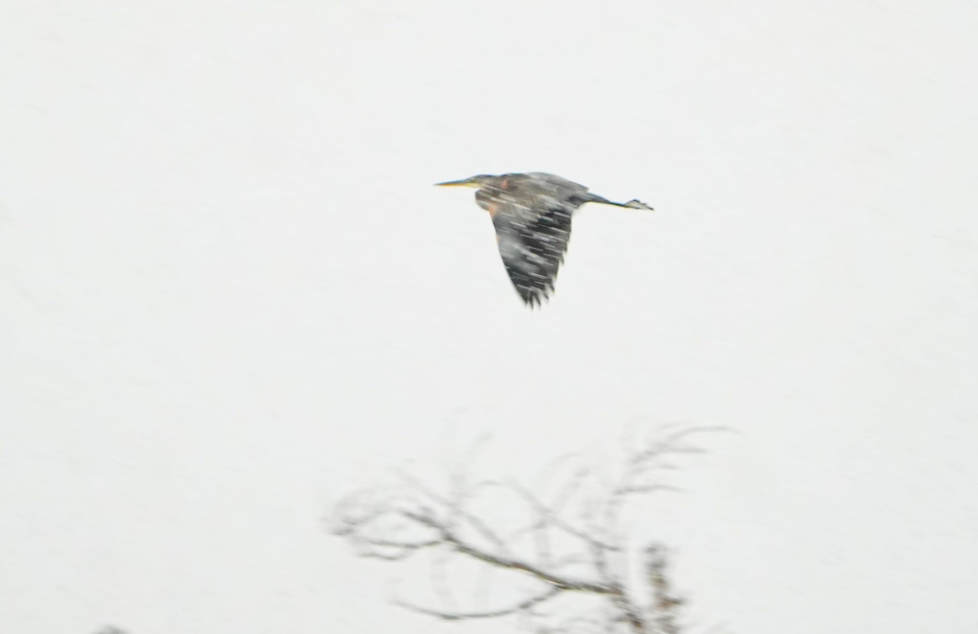 Heron in snowstorm