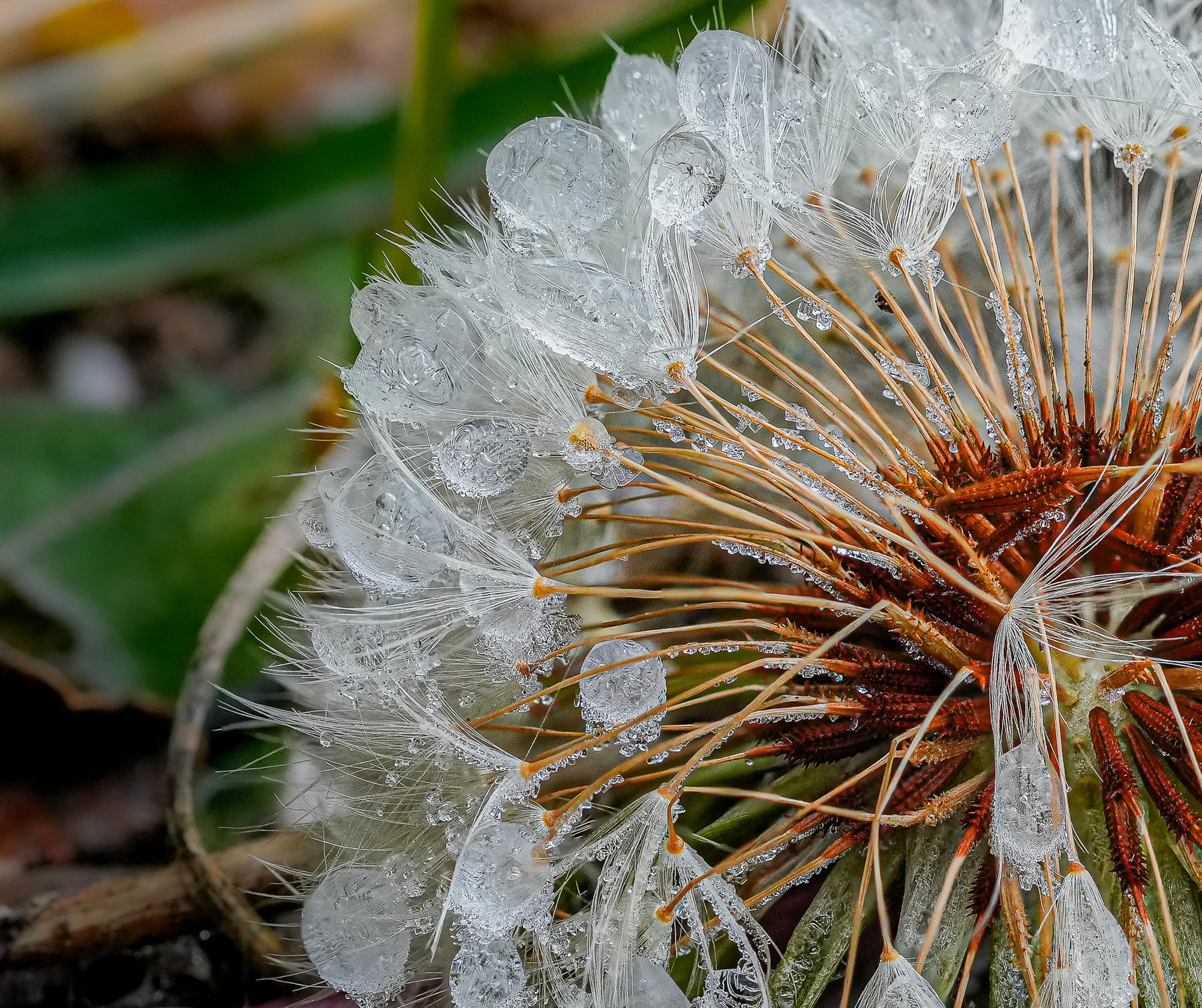 ice on dandelion head