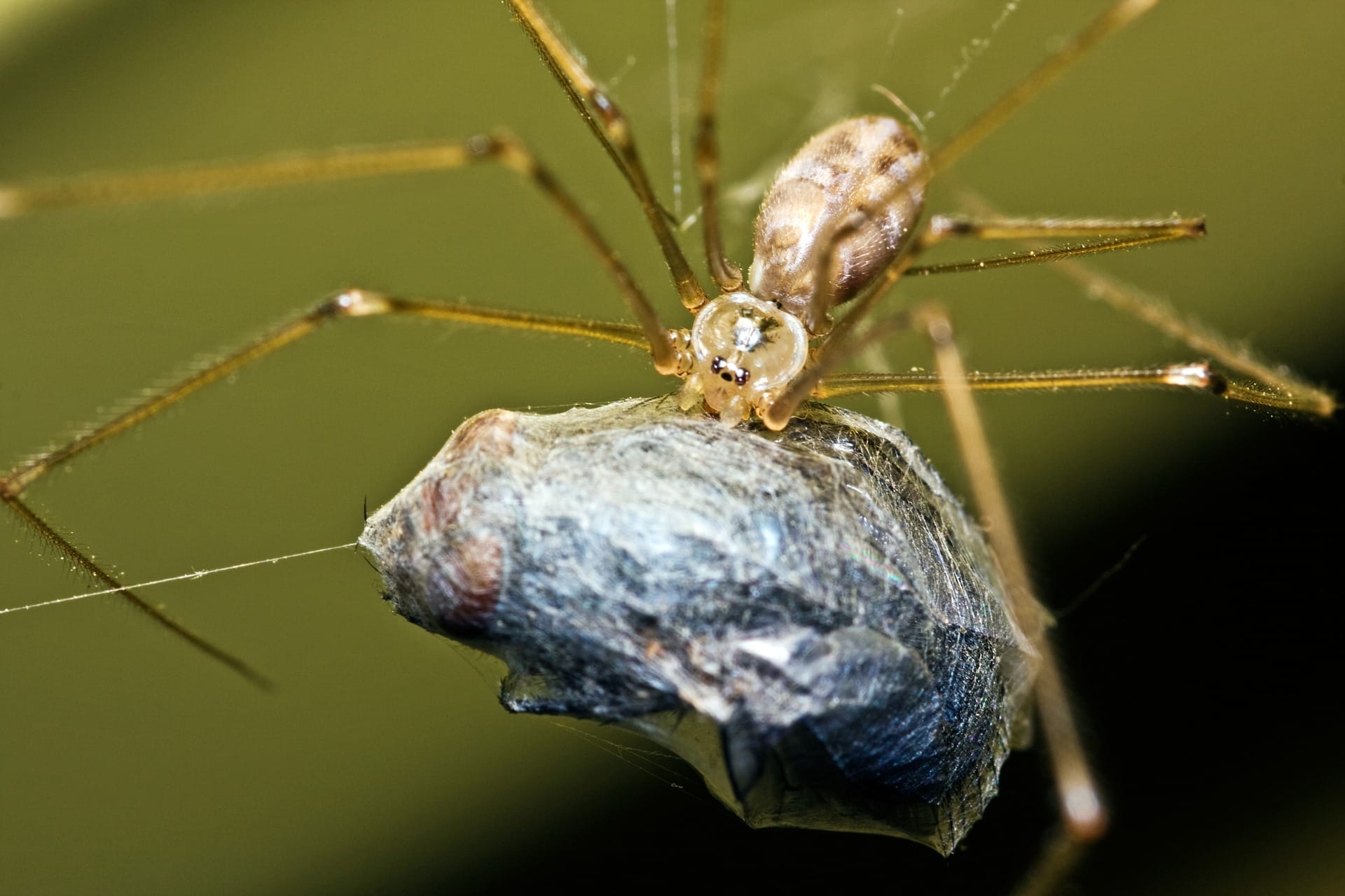 spider with food