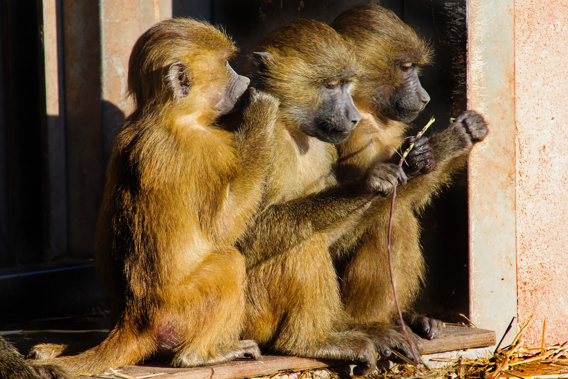 baboons eating