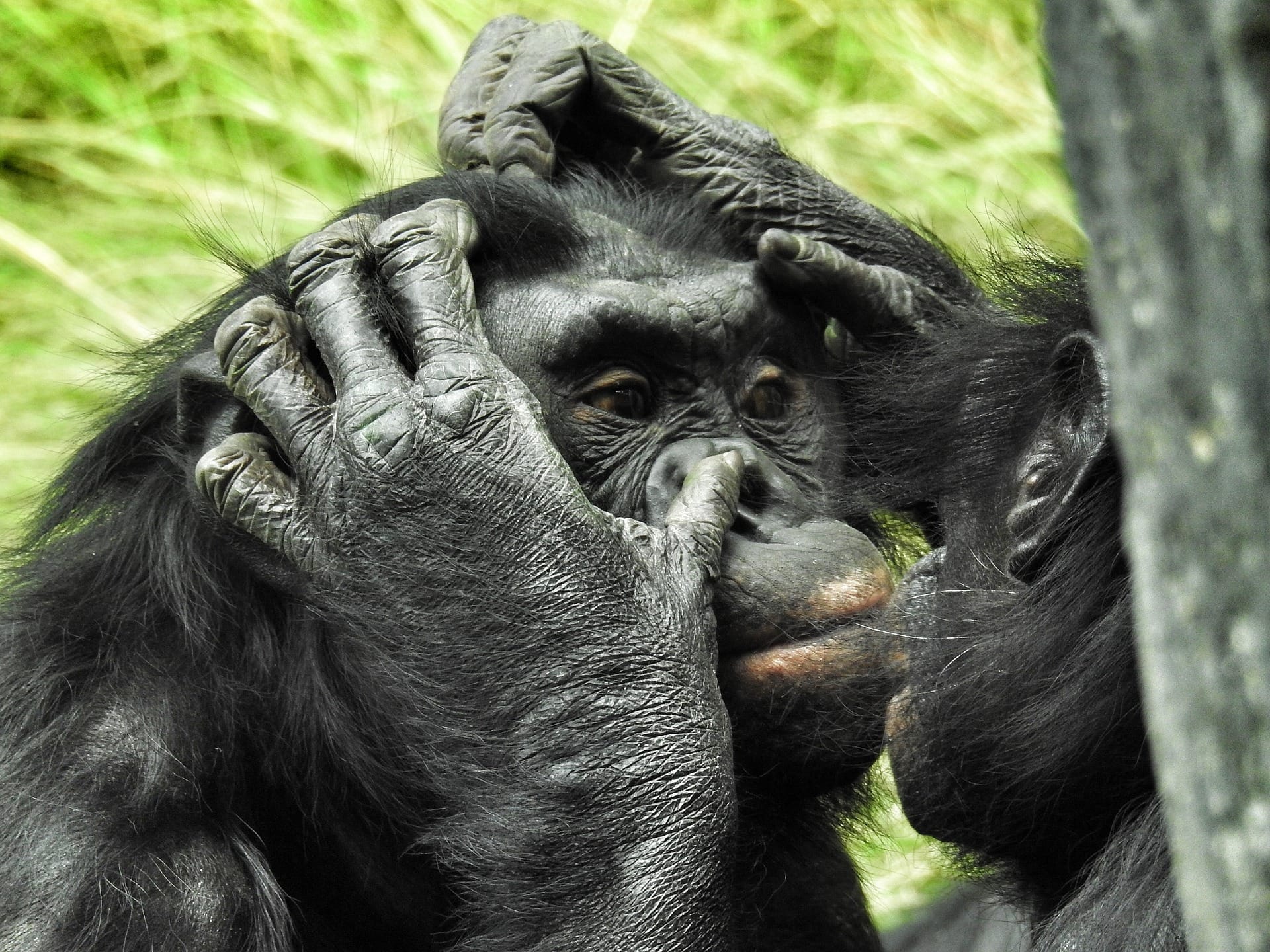 bonobo apes