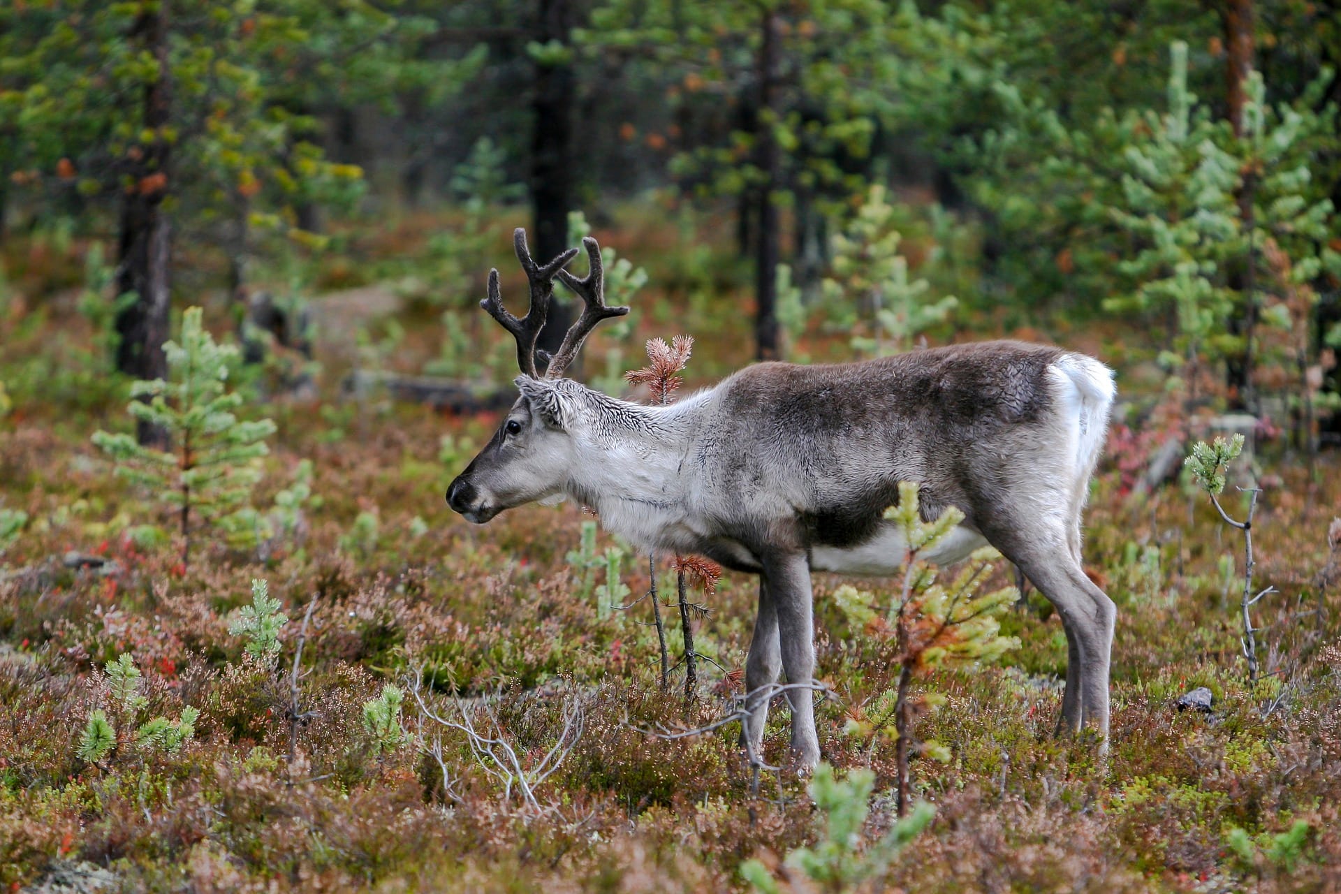 woodland caribou