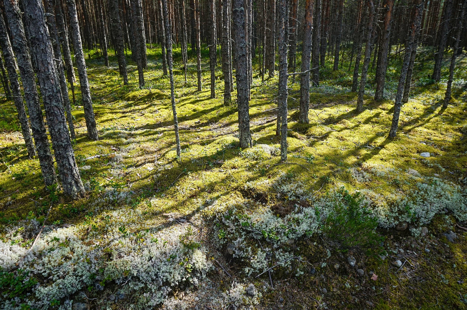 reindeer moss