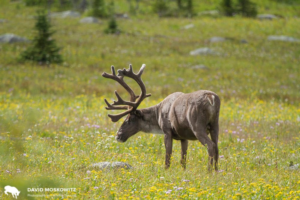 woodland caribou