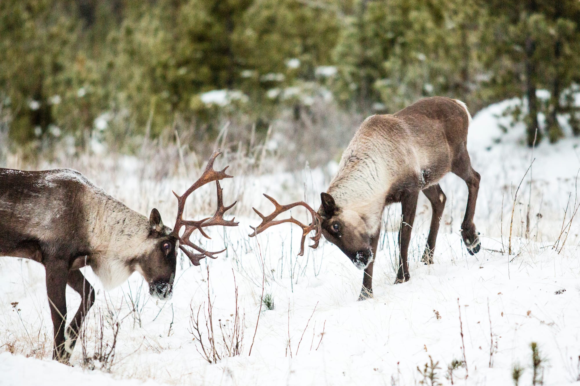 woodland caribou