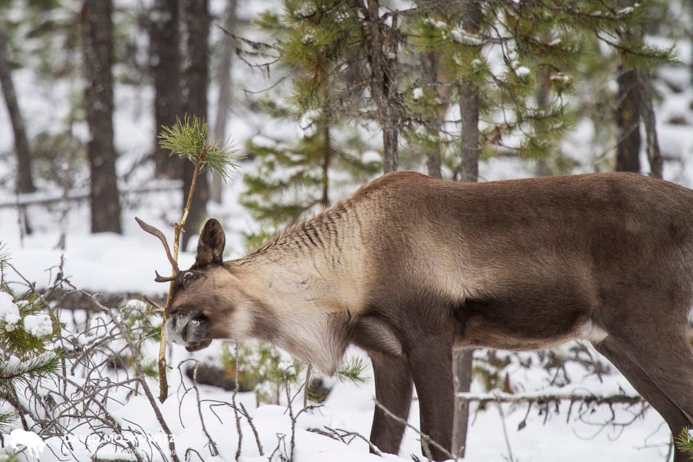 woodland caribou