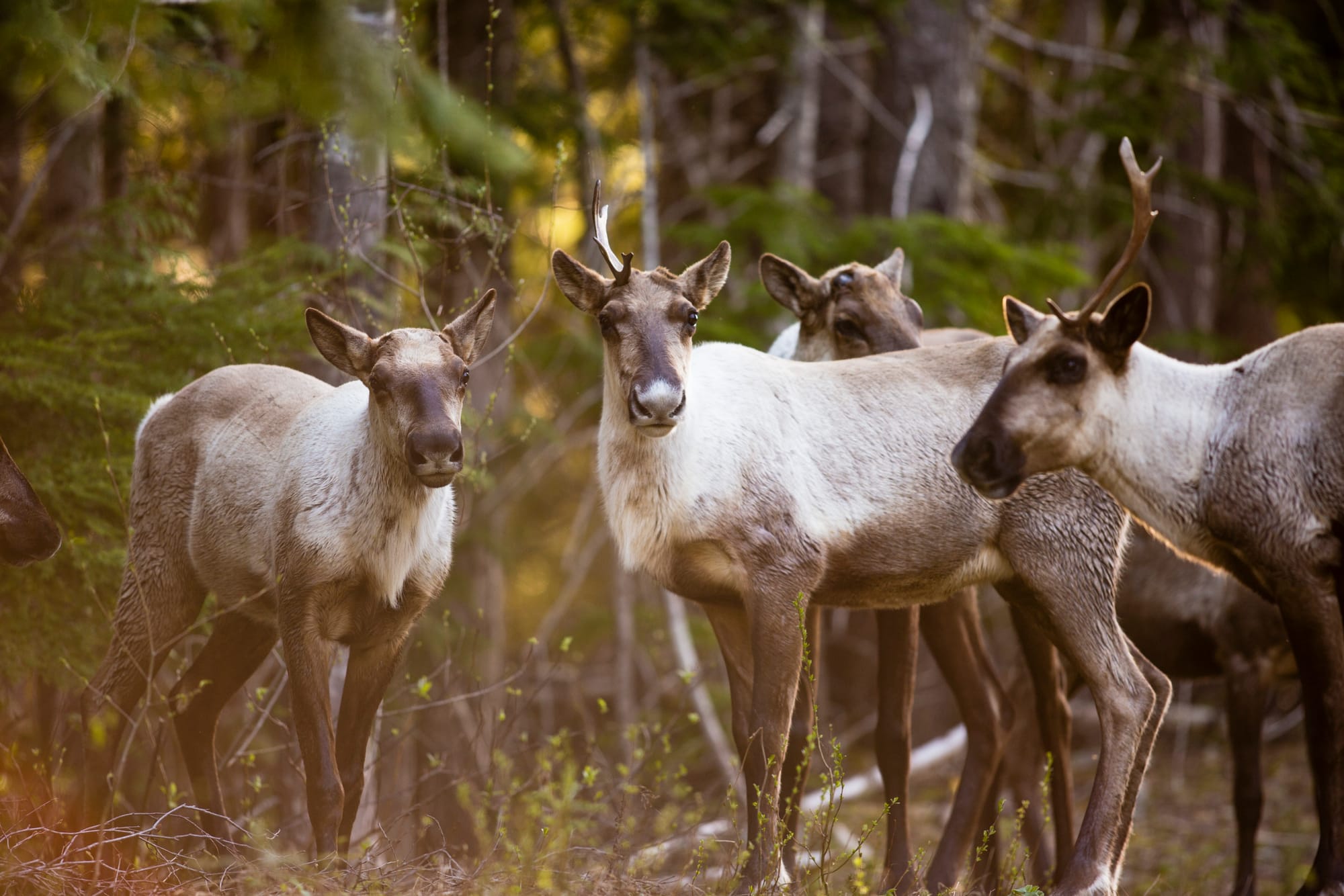 woodland caribou