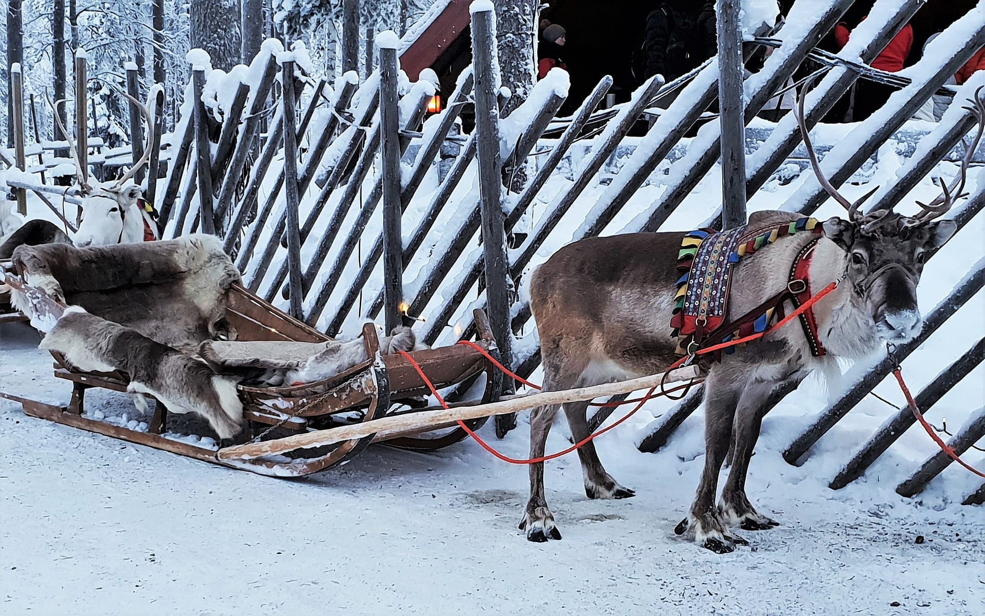 reindeer and sleigh