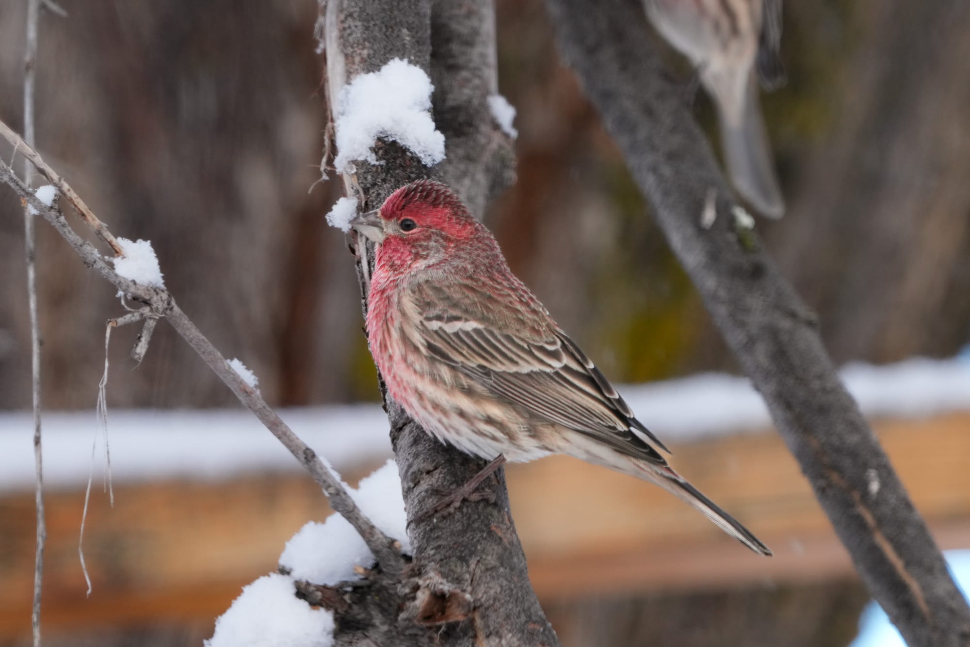 house finch