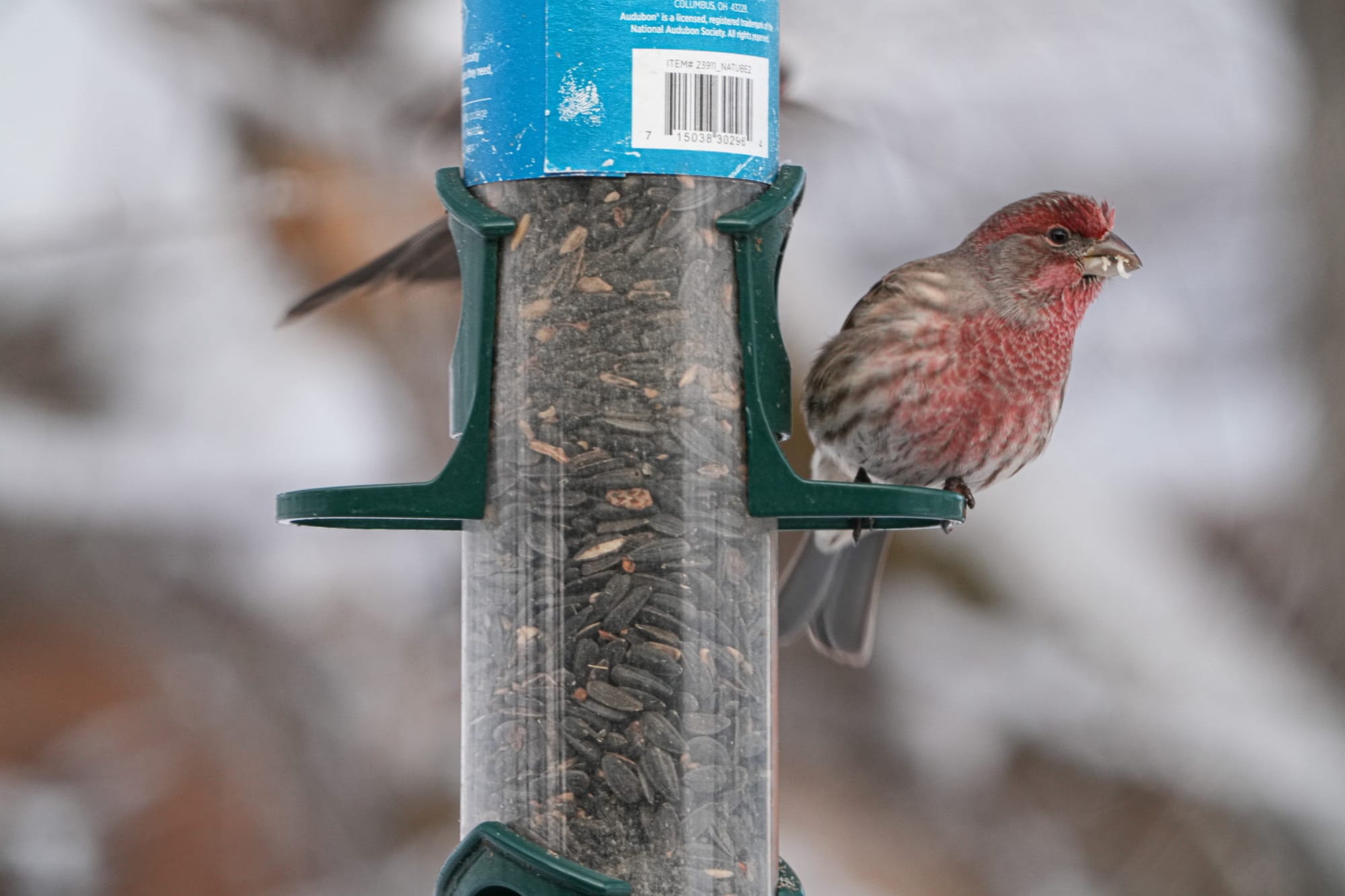 house finches