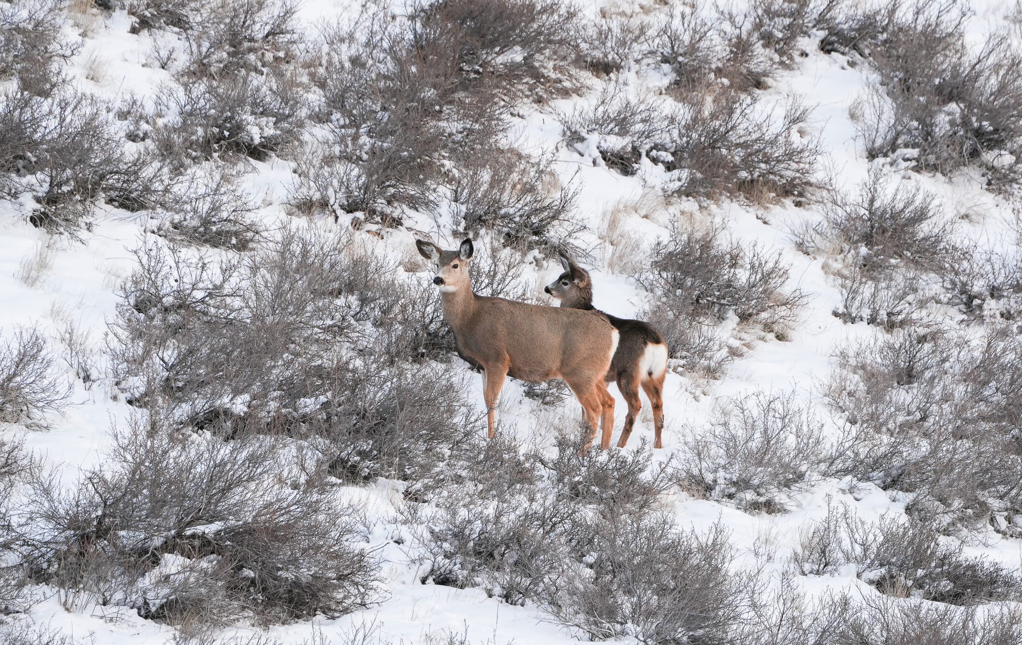 deer in snow