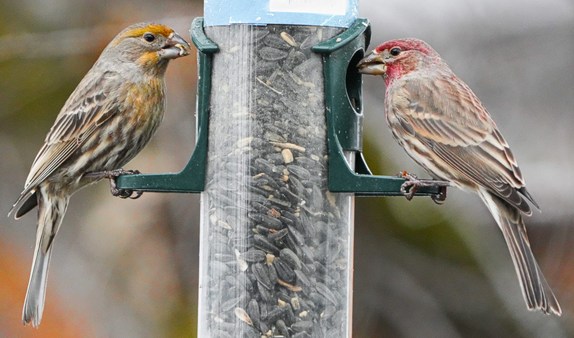 house finch