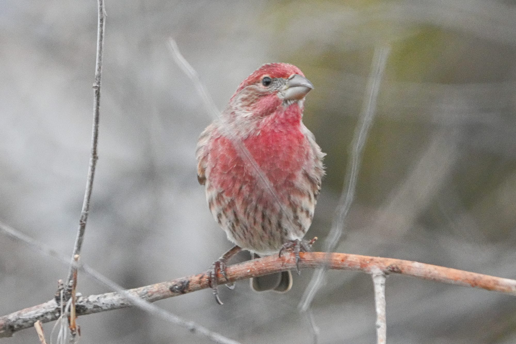 house finch