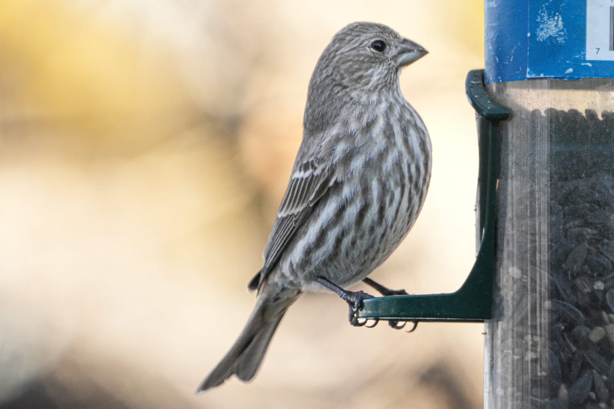 house finch