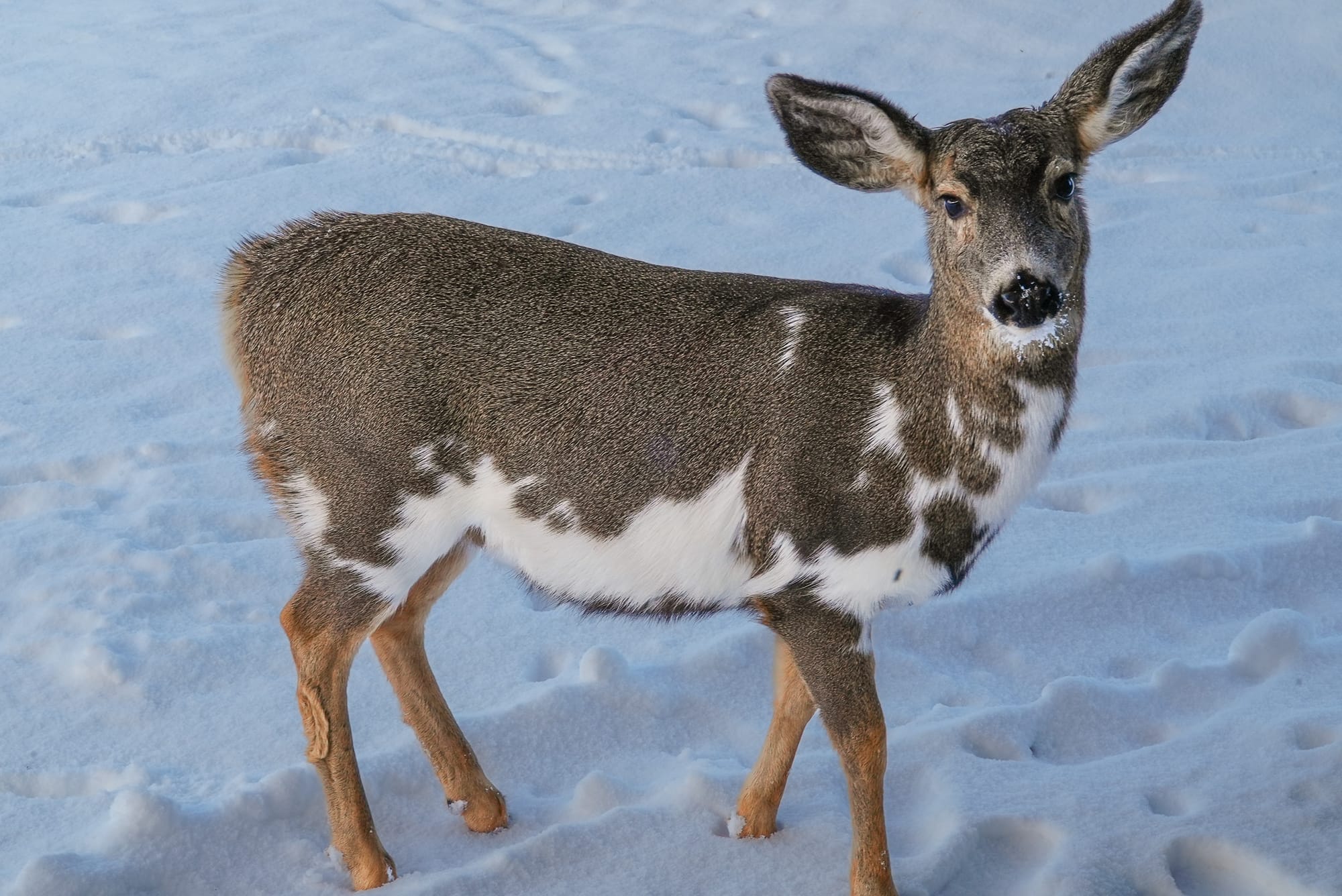 deer in snow