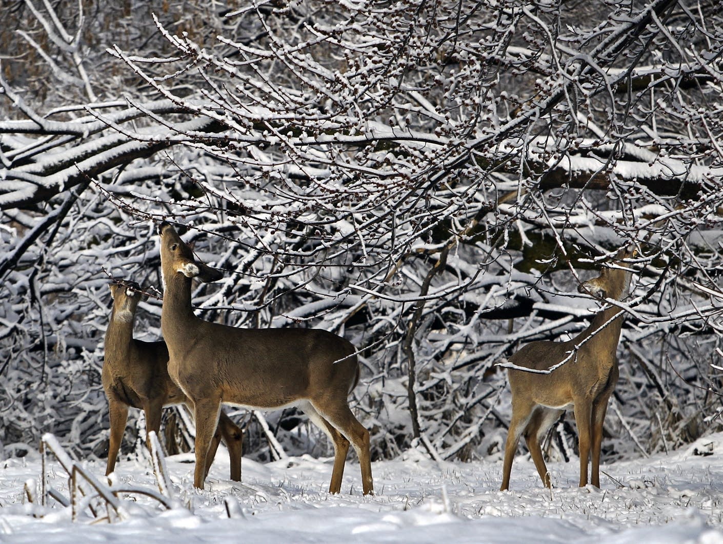 deer eating branches