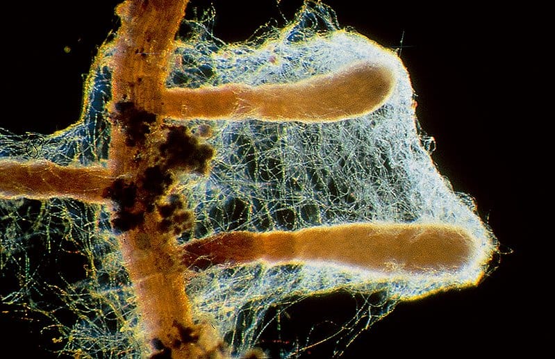 mycorrhizal web