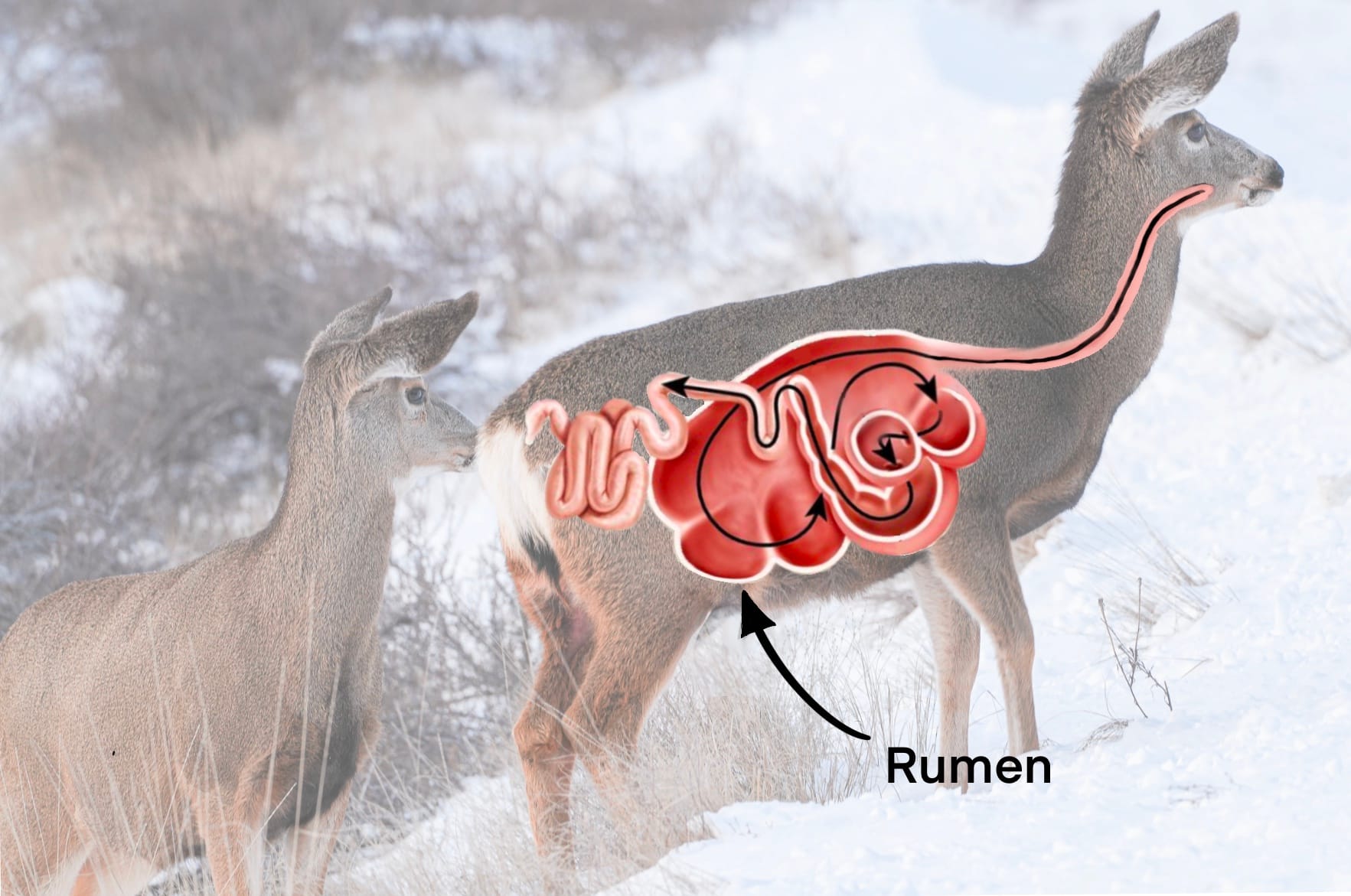 diagram of deer's digestive system
