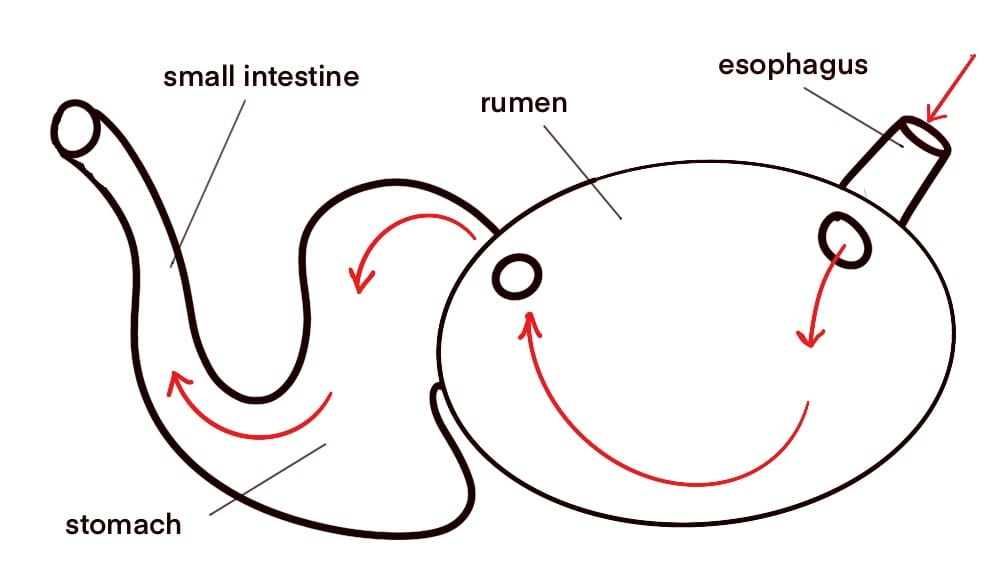 diagram of ruminant stomach
