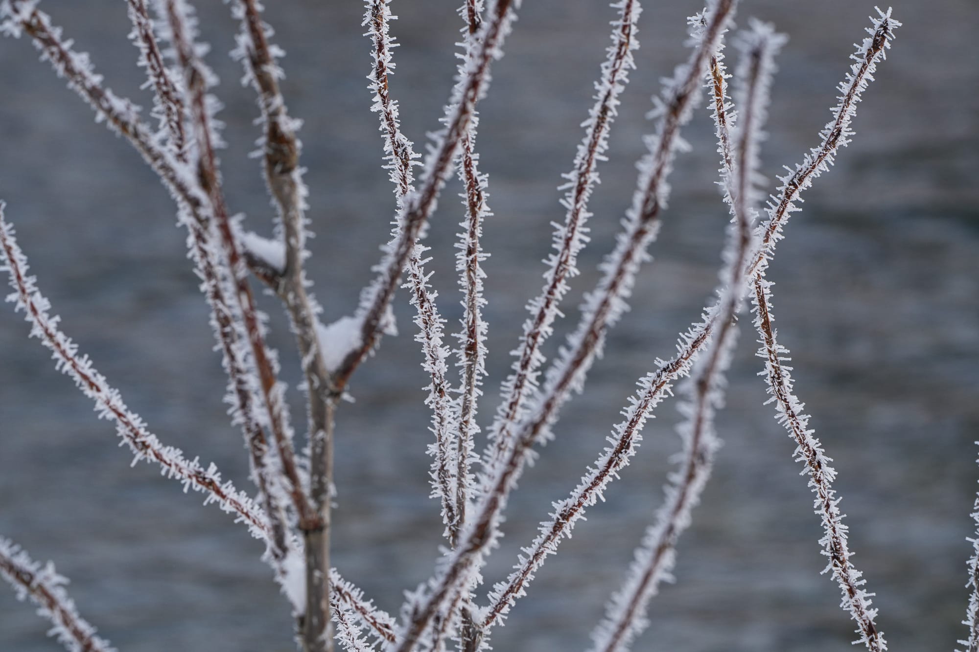 frost on branches