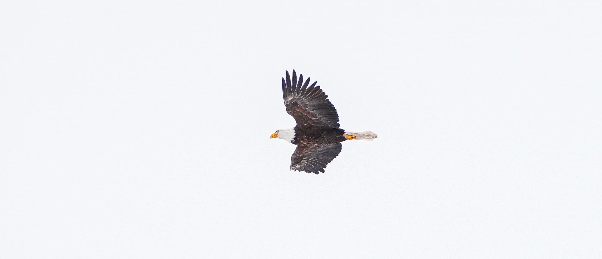 flying bald eagle