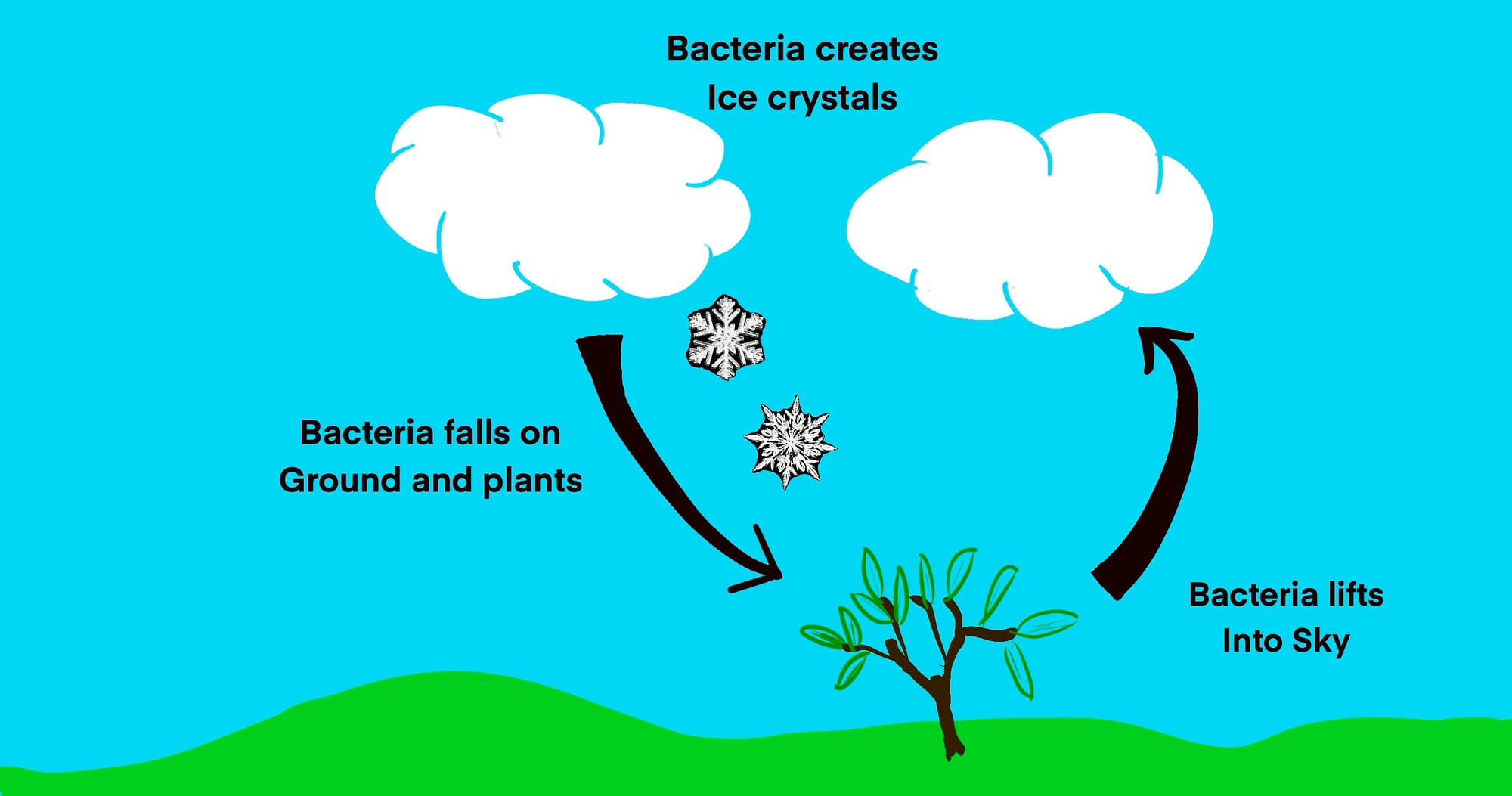 Bacteria Making Rain