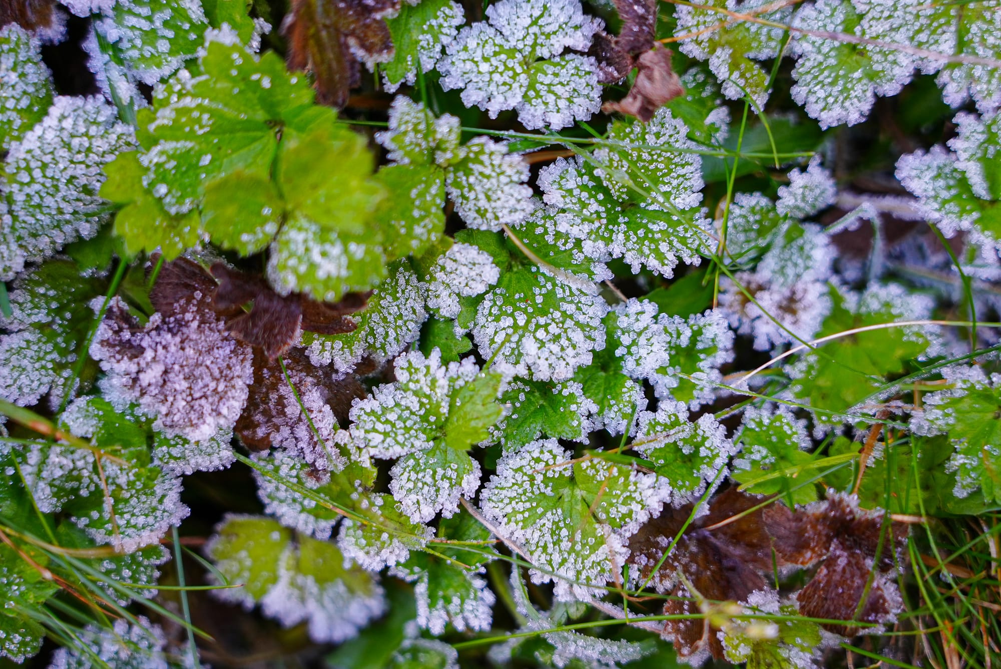 frost on leaves