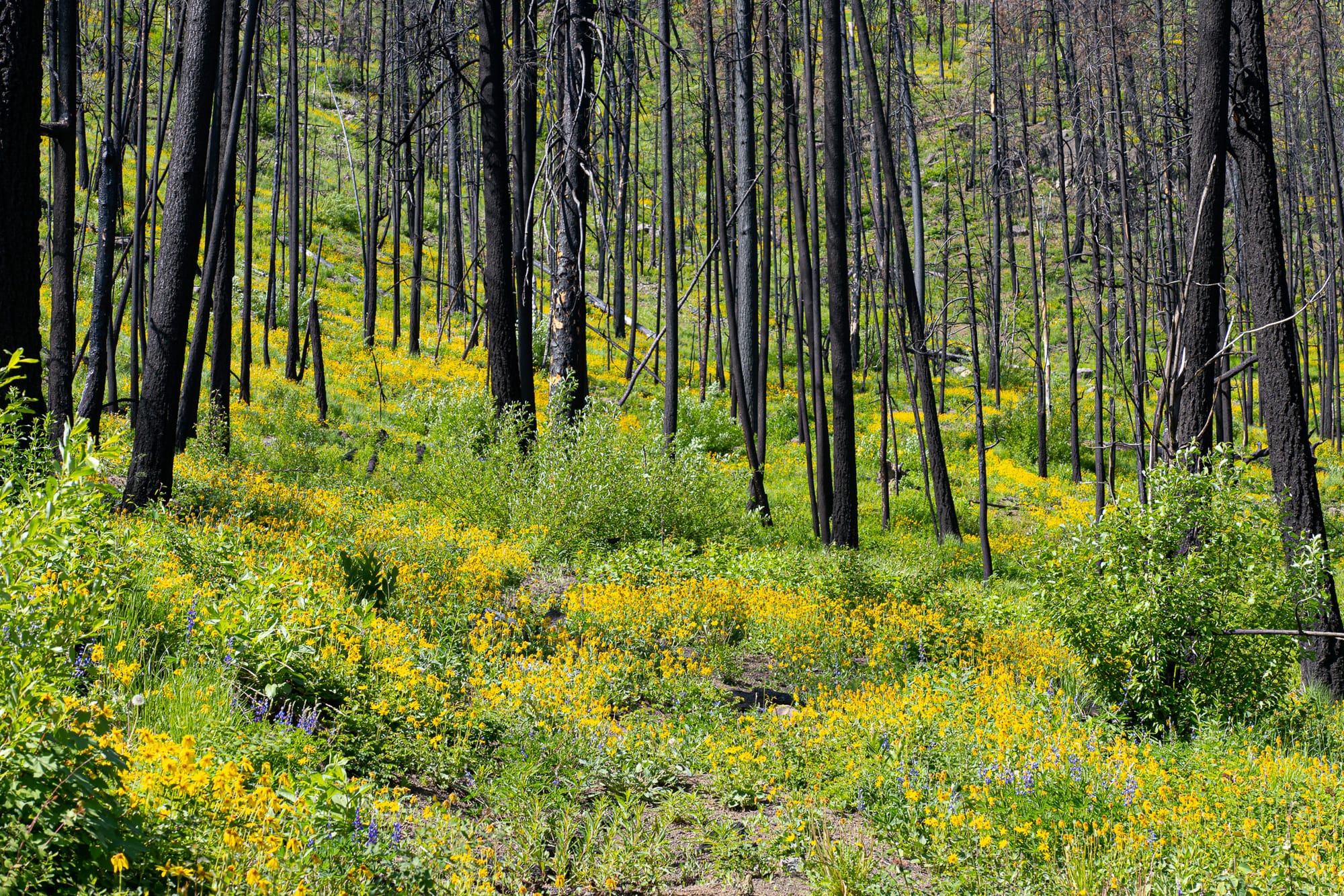 lush vegetation