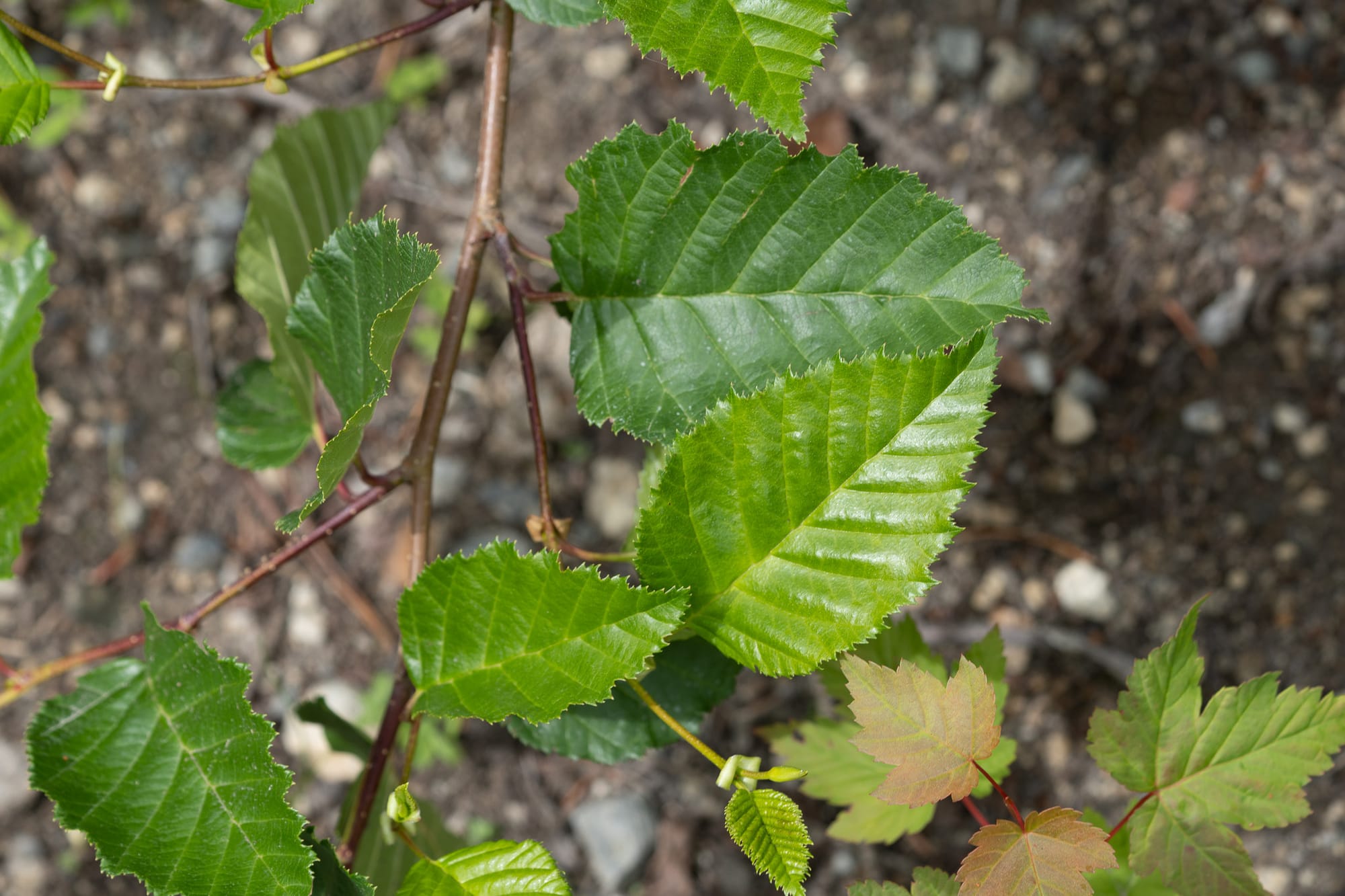 alder leaves