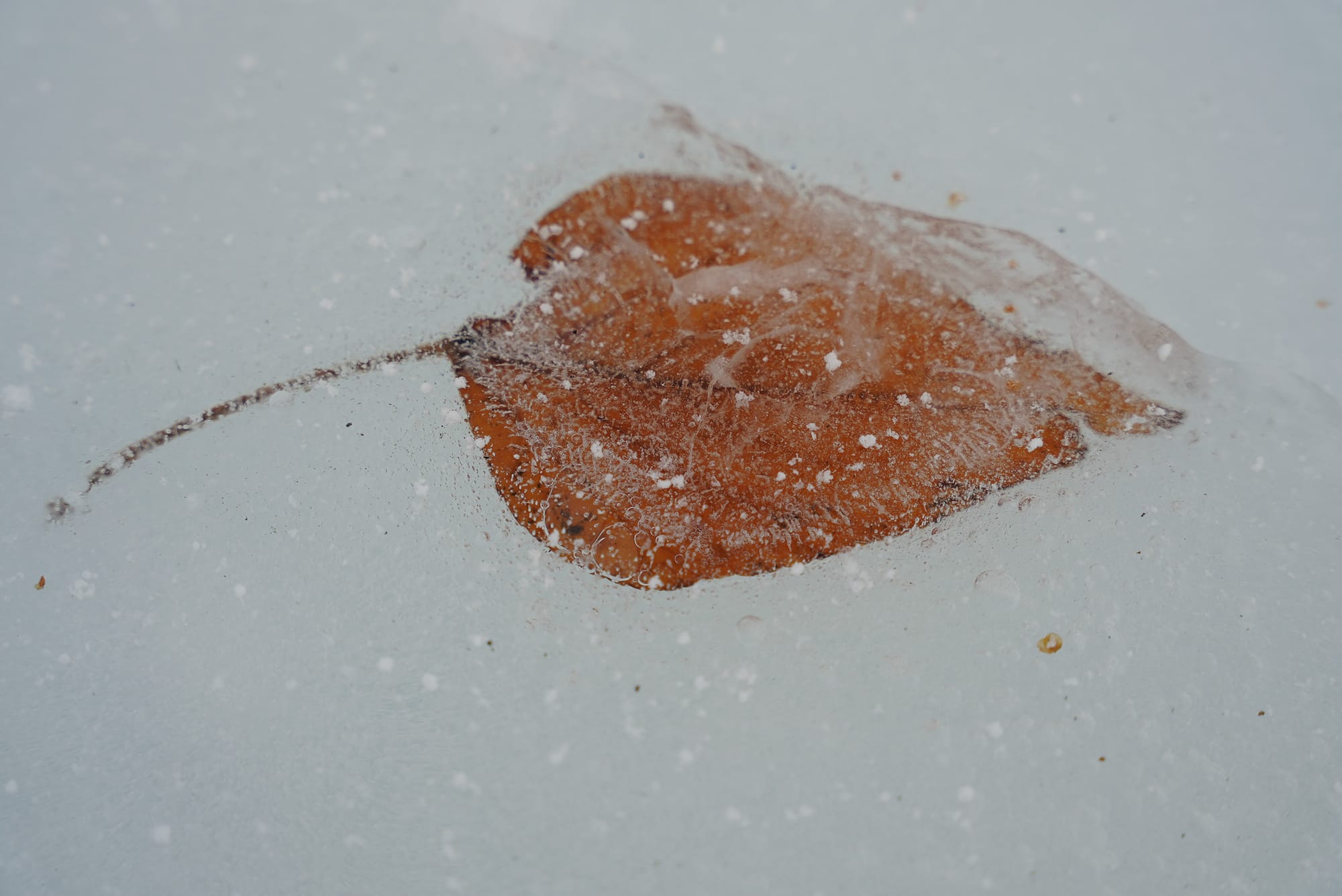 leaf in ice