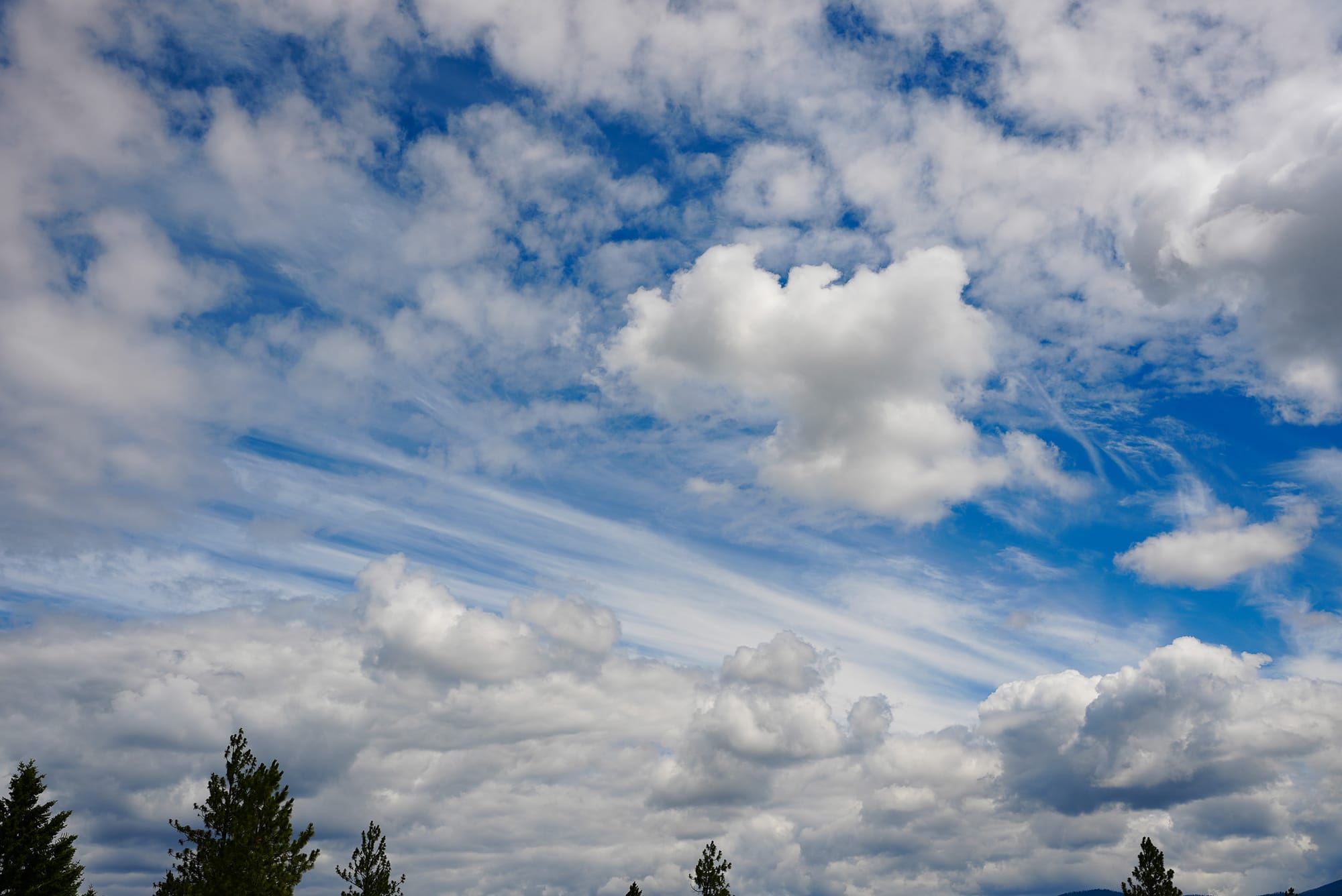 trees and sky