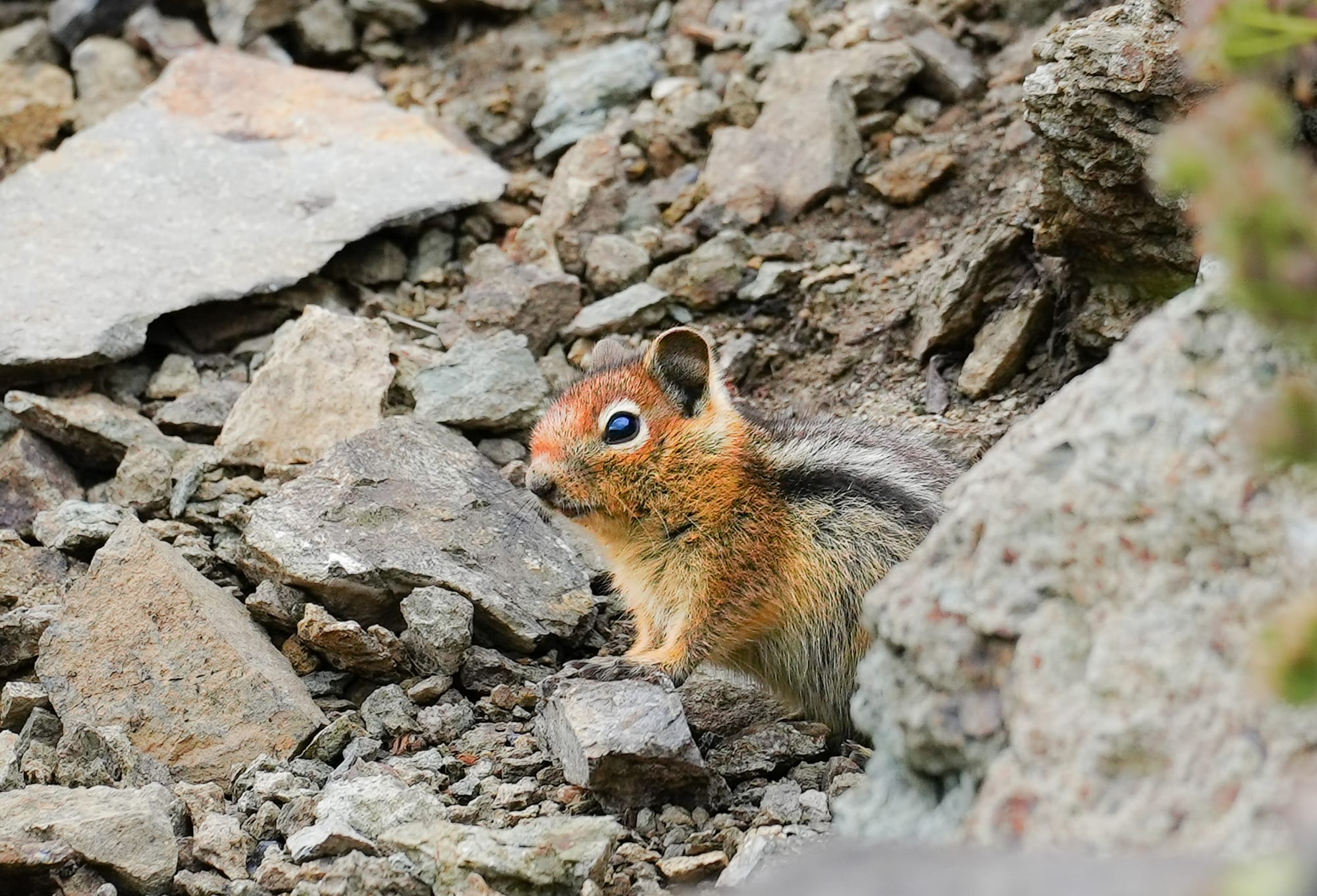 ground squirrel