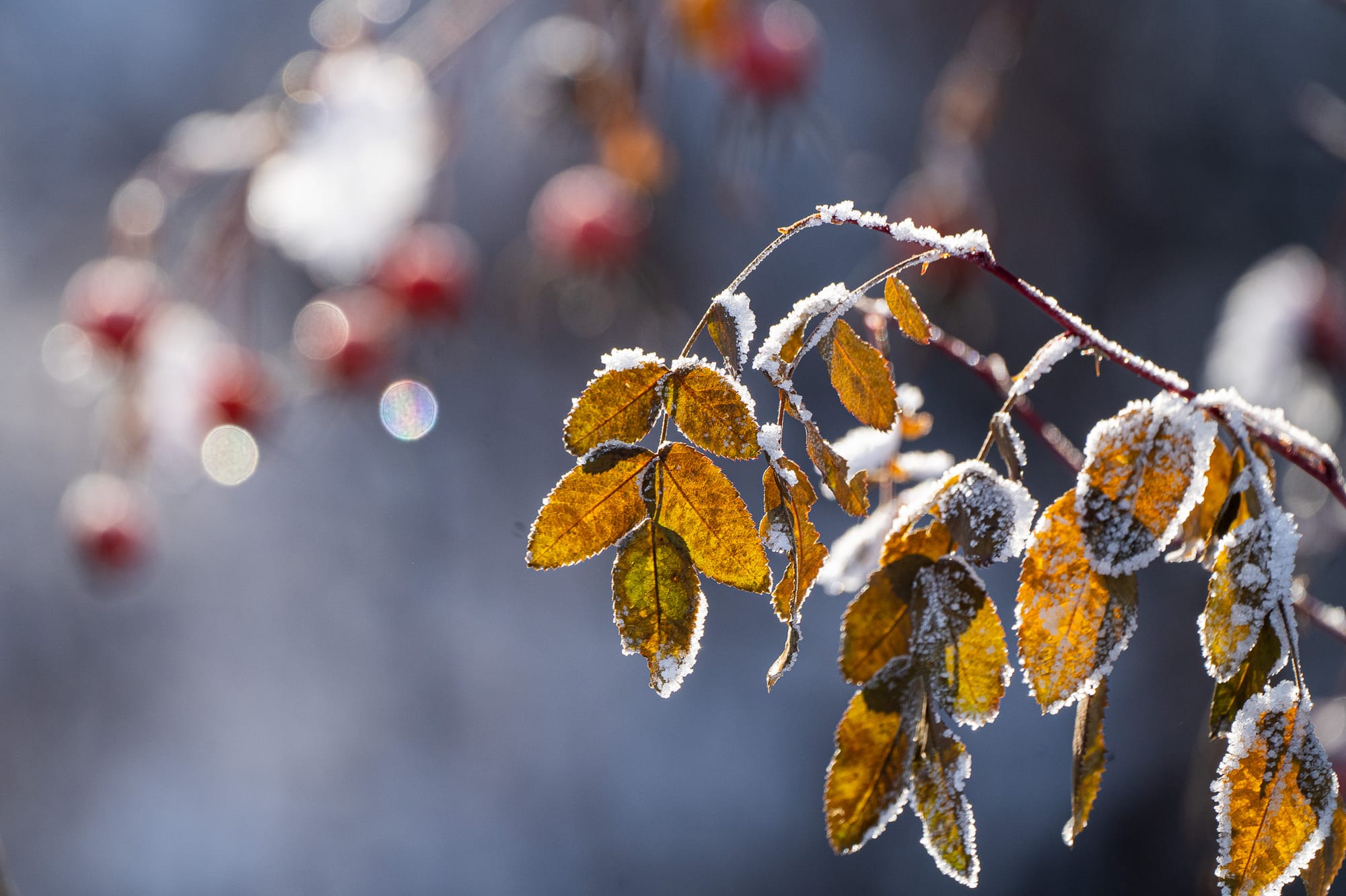 ice on leaves