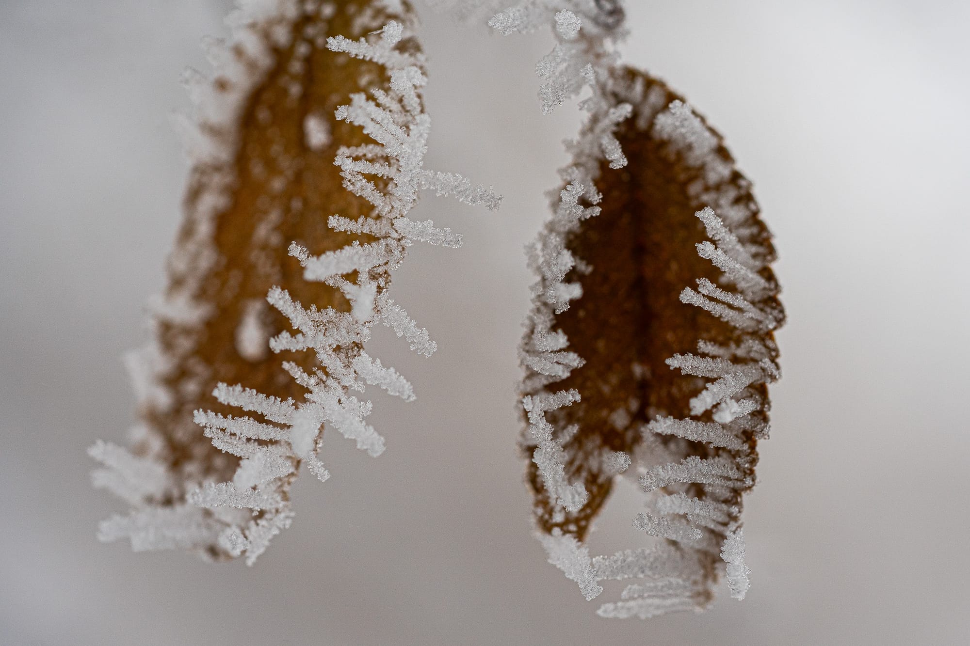 ice crystals on leaves