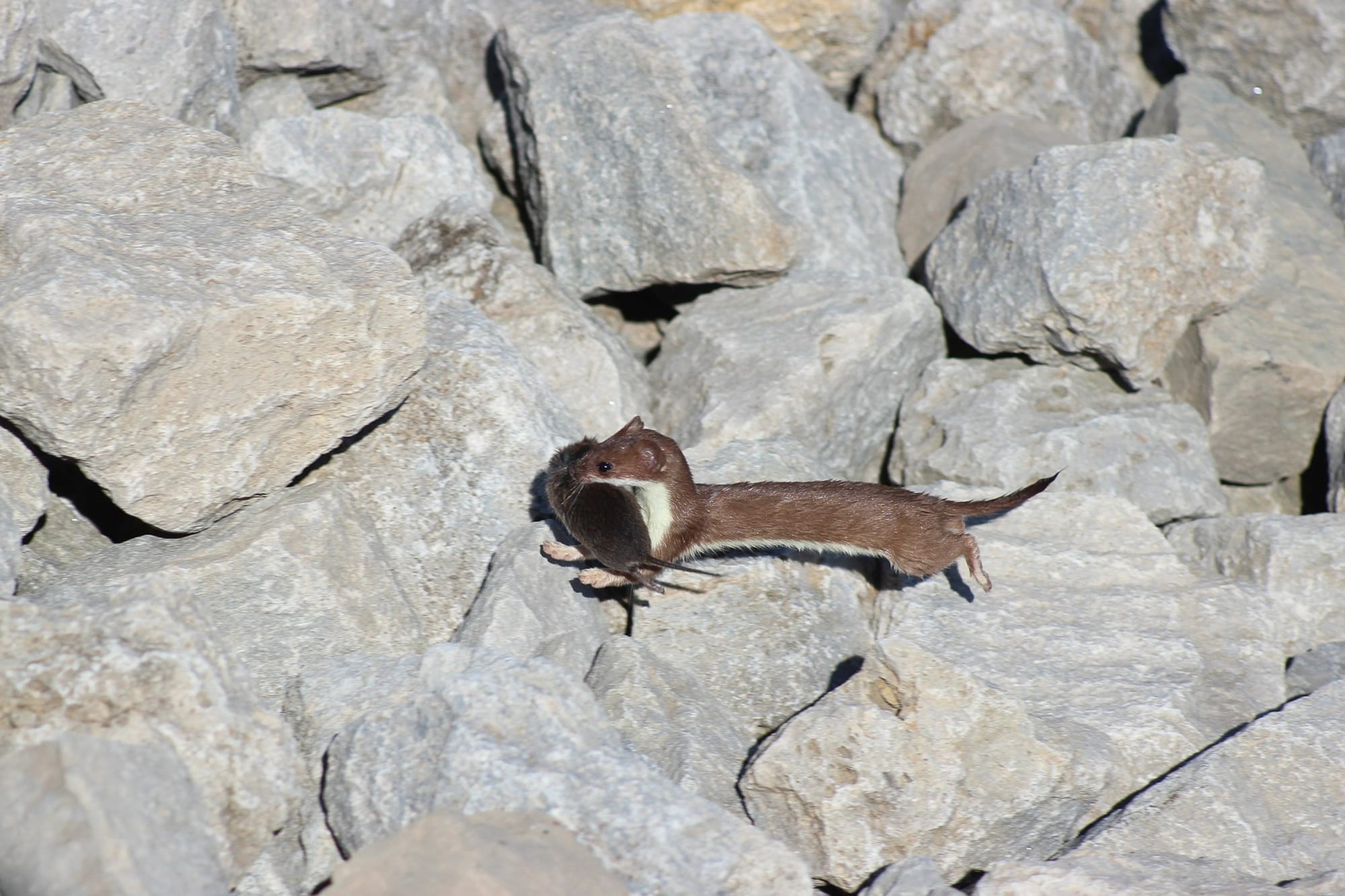 weasel with vole