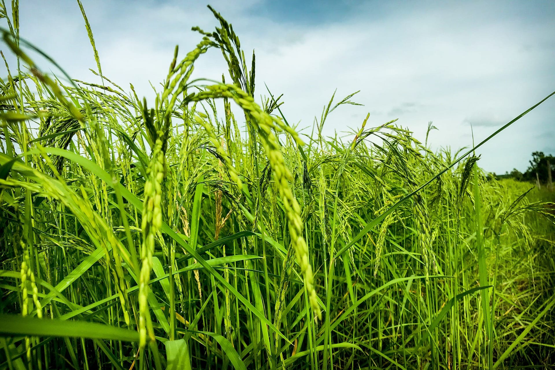 green grasses