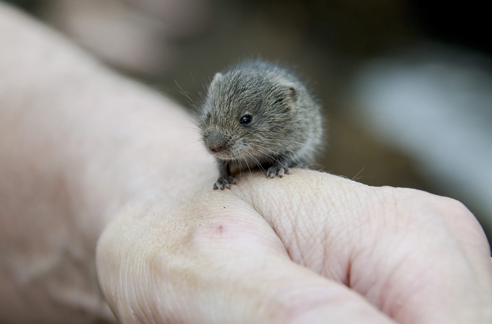 vole