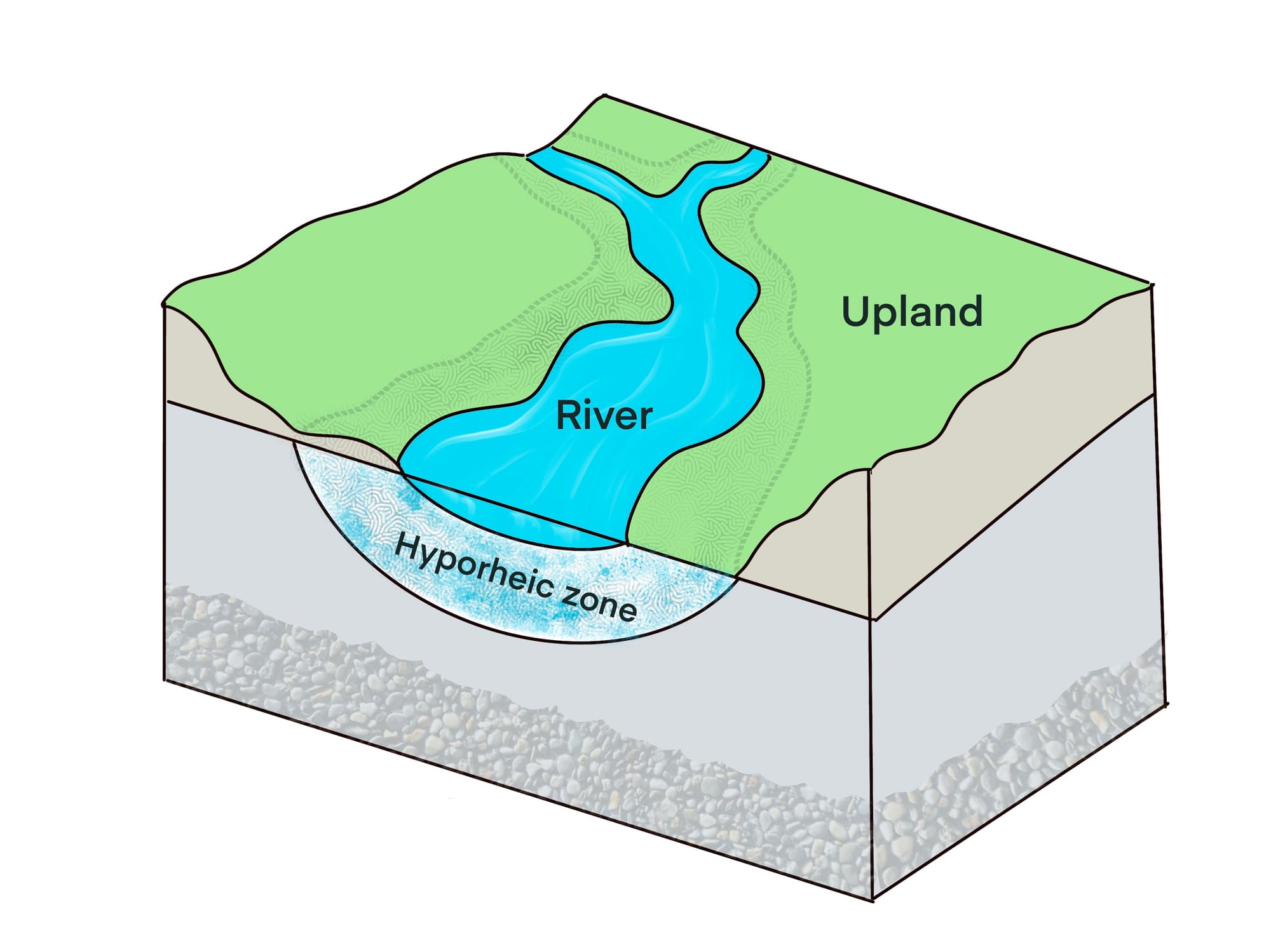 diagram of hyporheic zone