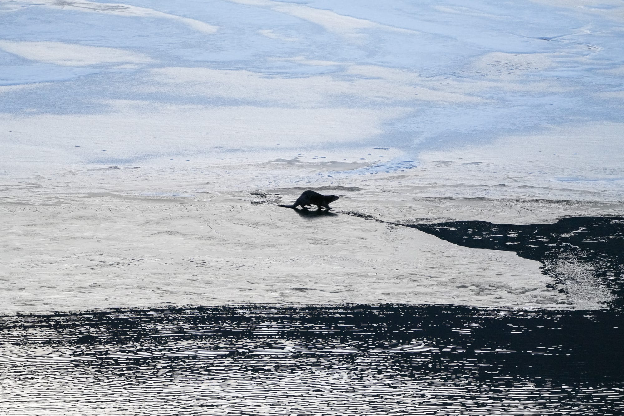 river otter on ice