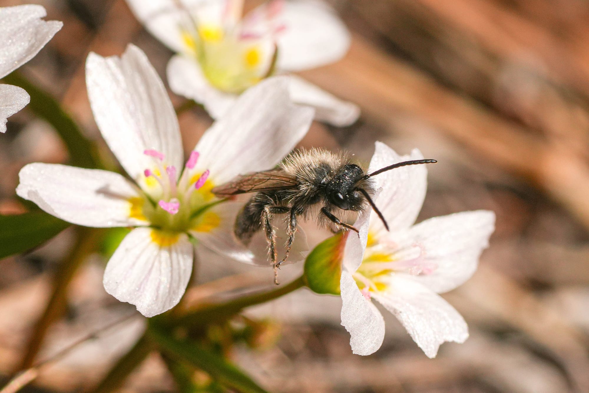 bee on flowers