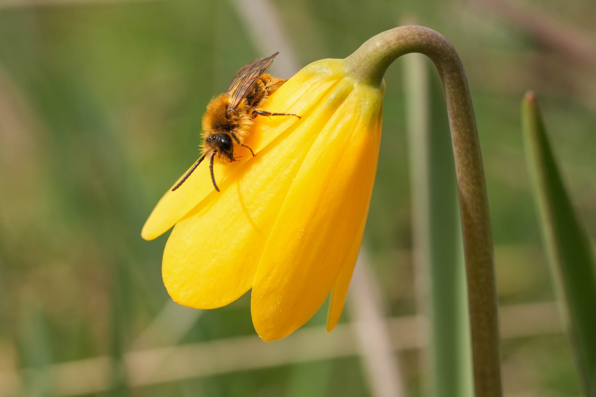 bee on flower