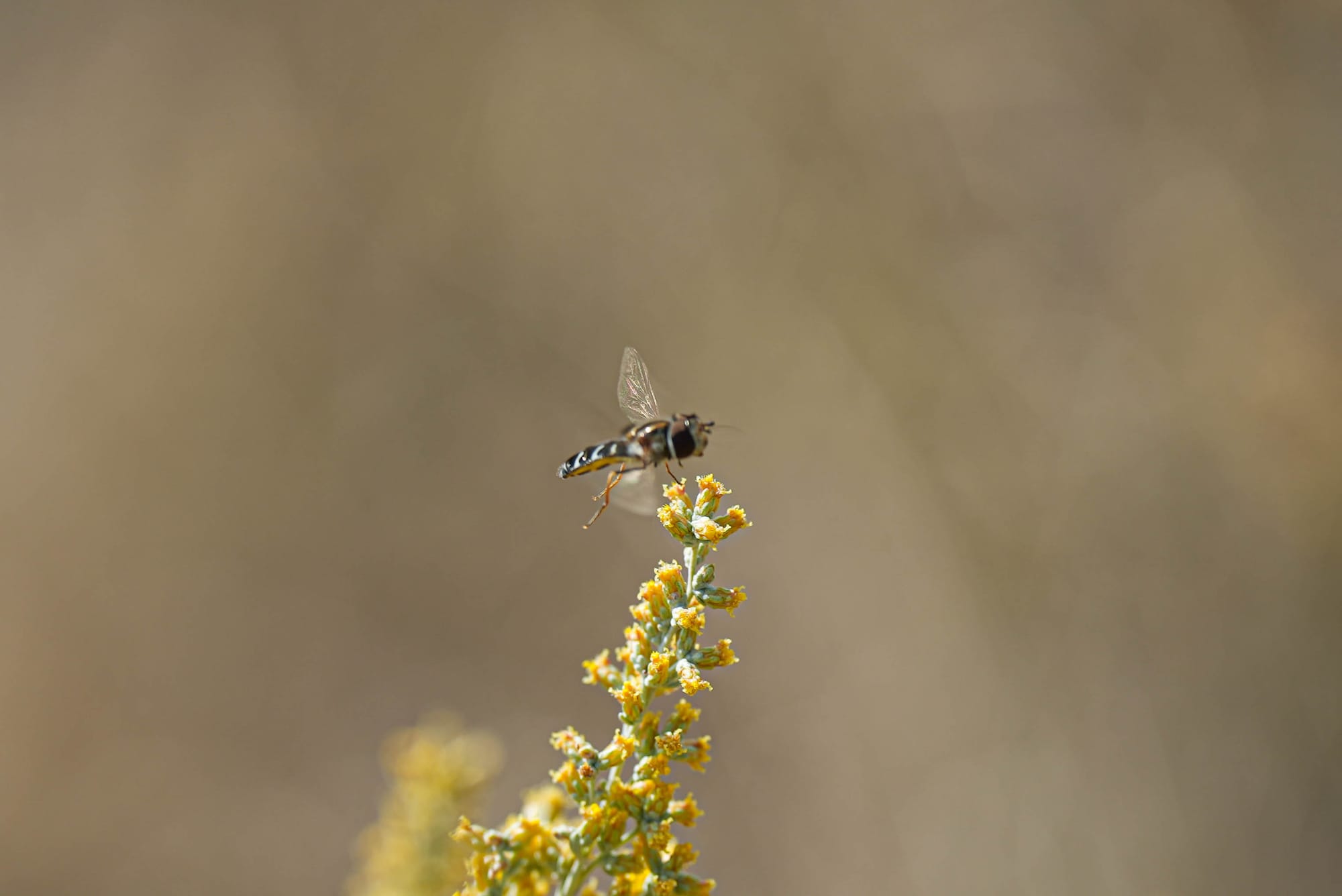 hoverfly