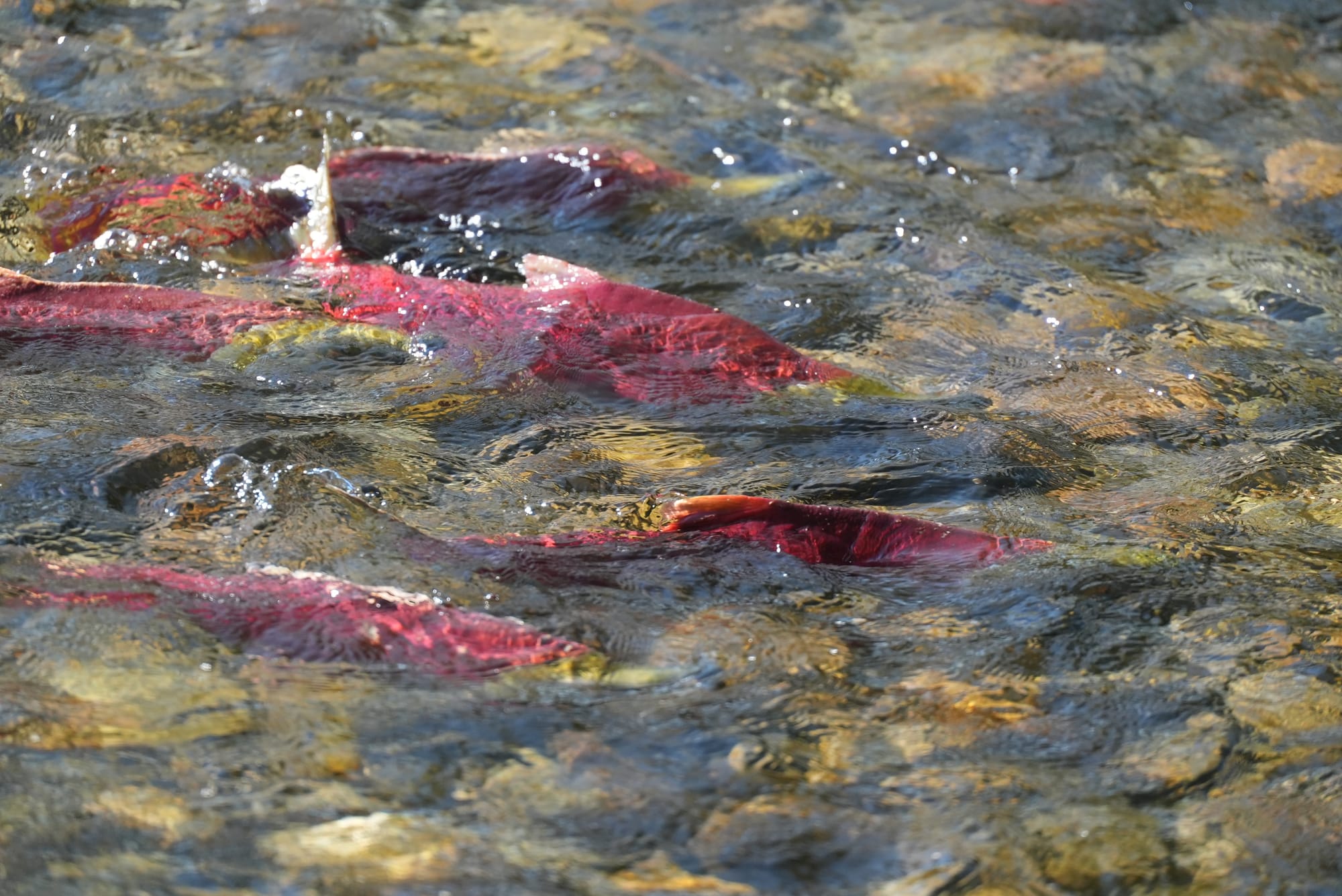 sockeye salmon