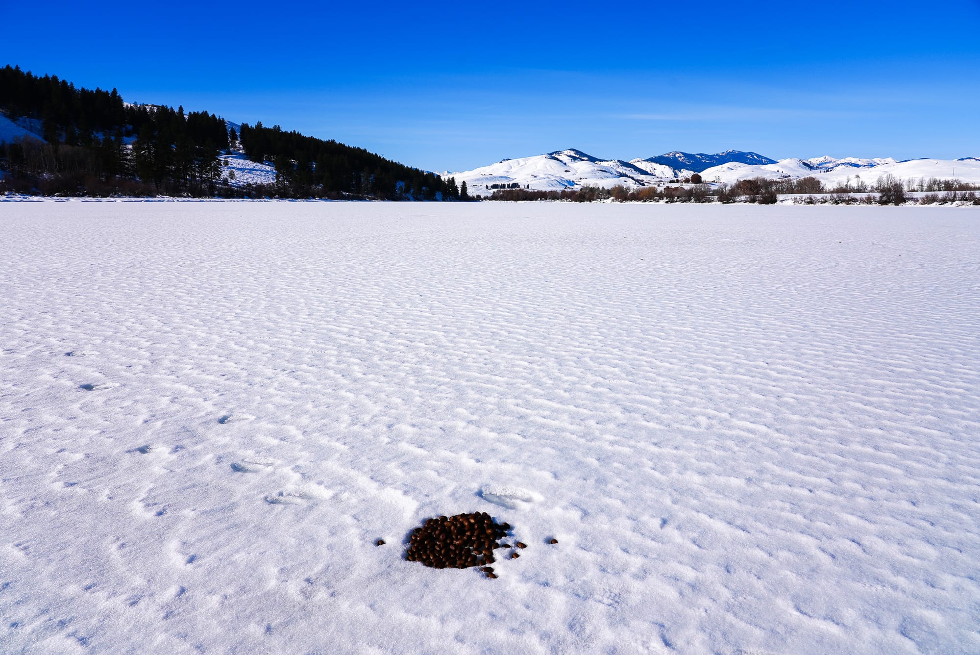 moose poop on ice