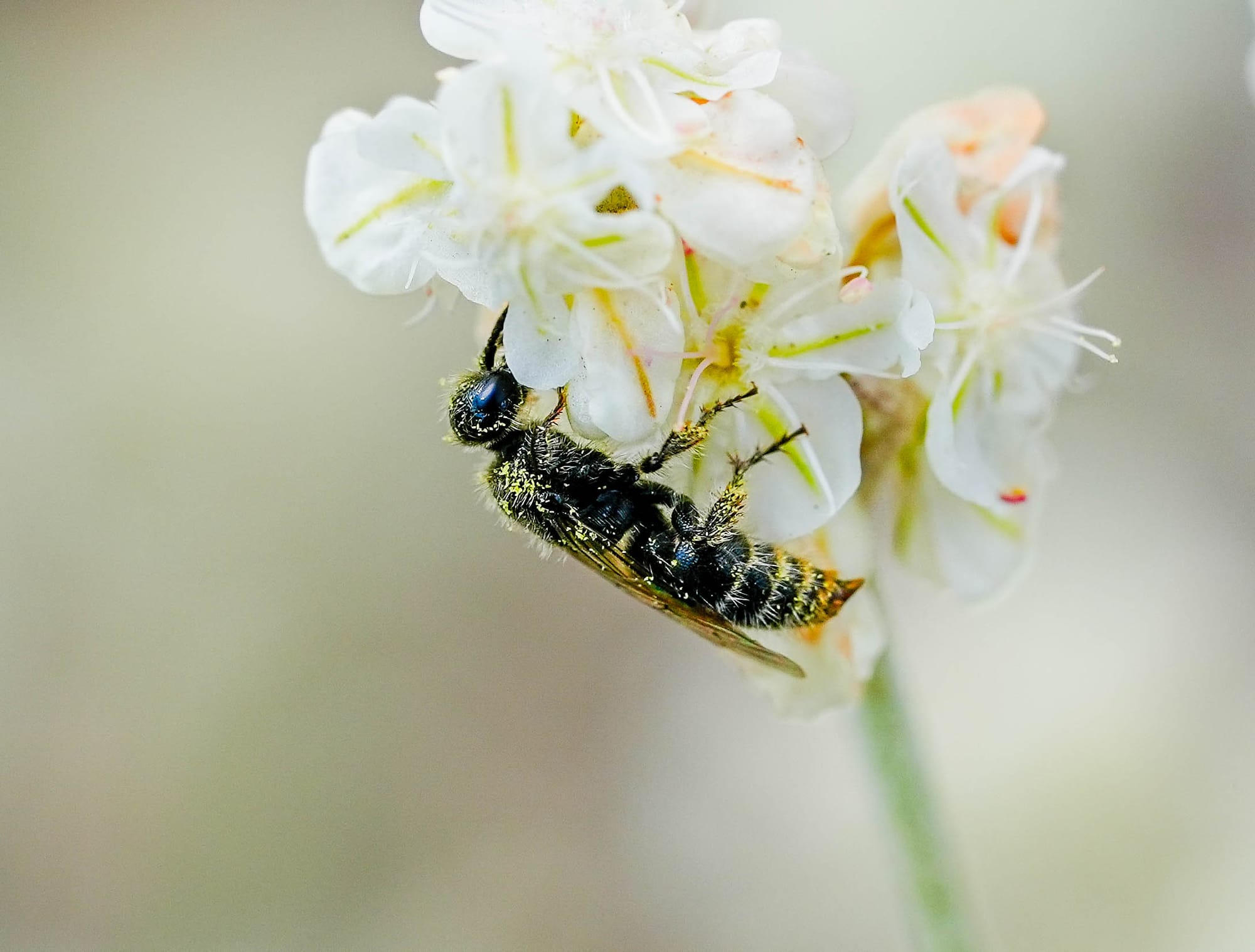 bee on flower