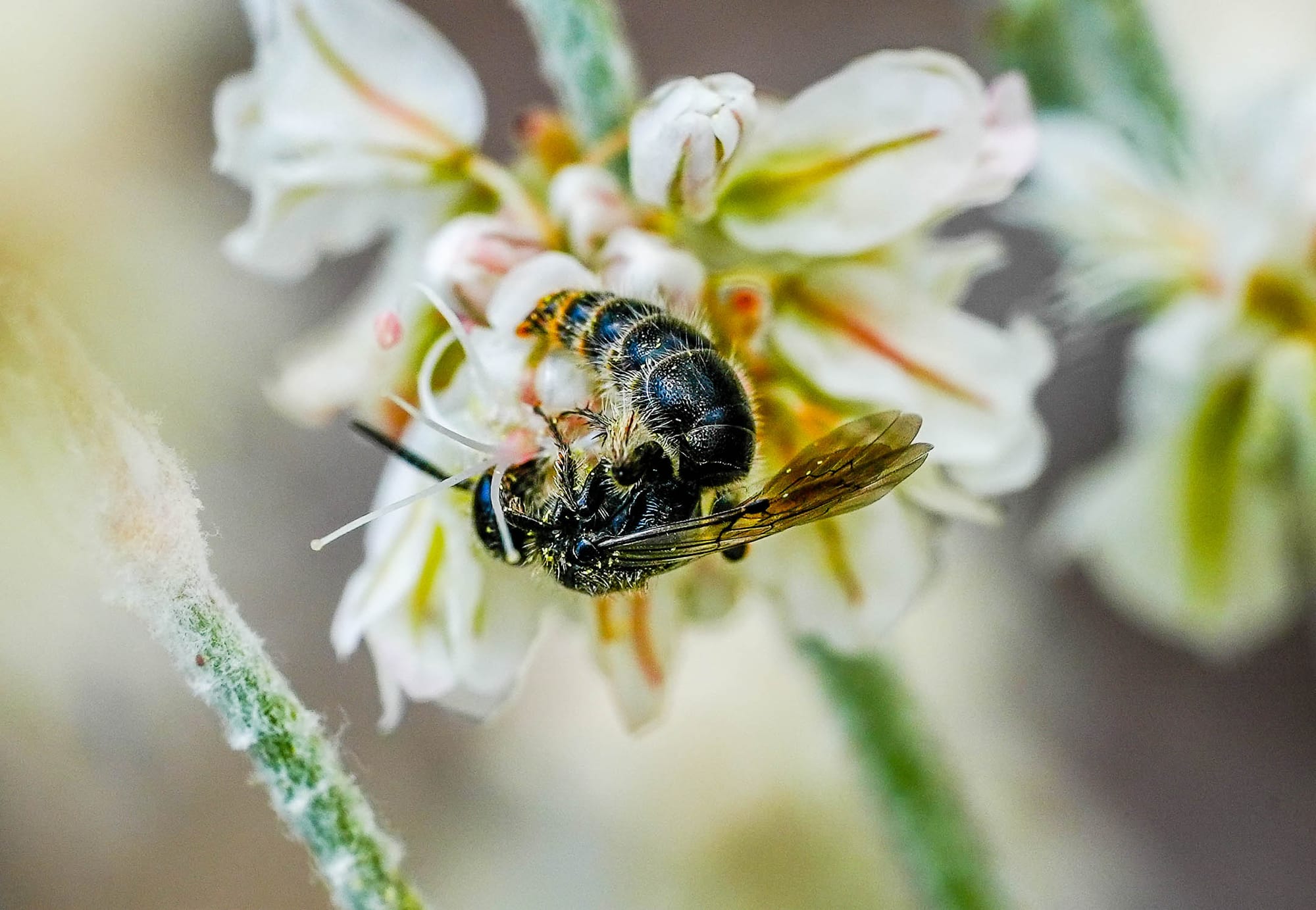 bee on flower