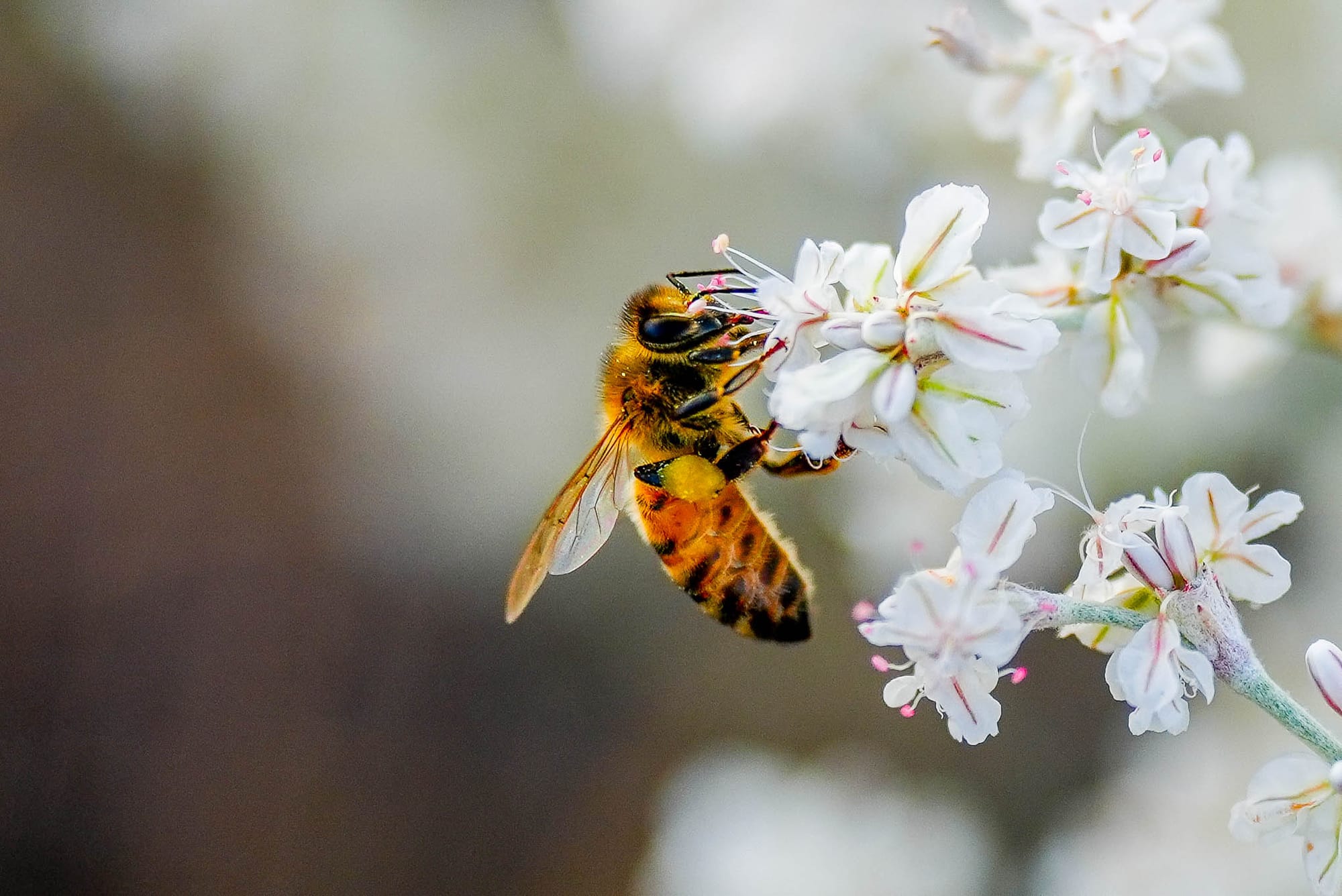 honeybee on flower